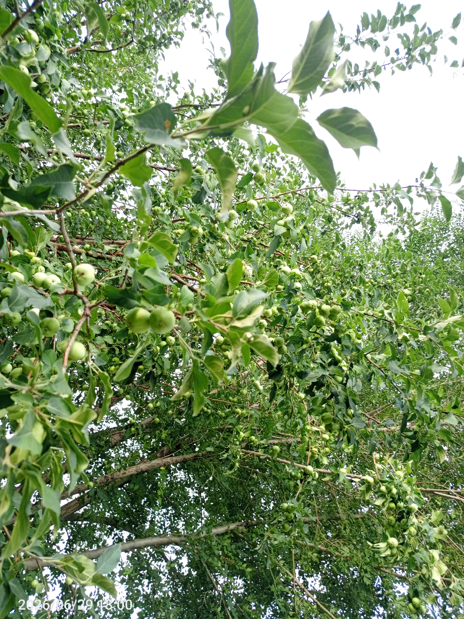 The image shows a close-up view of a tree laden with small, green, immature fruits, likely apples, on branches. The tree is dense with foliage, with the sky visible through gaps in the leaves and branches. The perspective is looking upwards into the canopy of the tree. A timestamp "2026/06/29 13:00" is visible in the bottom left corner. The image is undated and no specific location within the city of Жанай, Kazakhstan is provided or discernible from the visual information.