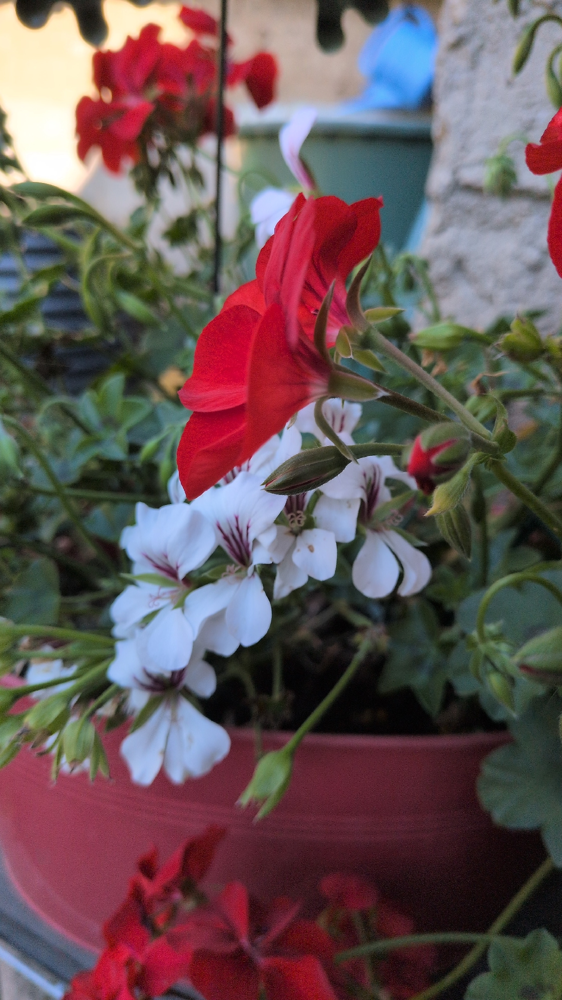 A close-up, outdoor, vertical shot features blooming geraniums. The focus is on two clusters of flowers, one vibrant red and the other white with dark red veining. The red geranium is prominently displayed in the upper right quadrant, its petals unfurled. The white geraniums are positioned below and to the left of the red ones, with several delicate blooms visible, some still in bud form. The flowers are in a dark red planter, partially visible at the bottom. Lush green foliage surrounds the blossoms. In the background, slightly out of focus, are hints of a light-colored wall and a blurred blue object. The image does not contain any people. The setting appears to be a garden or patio.