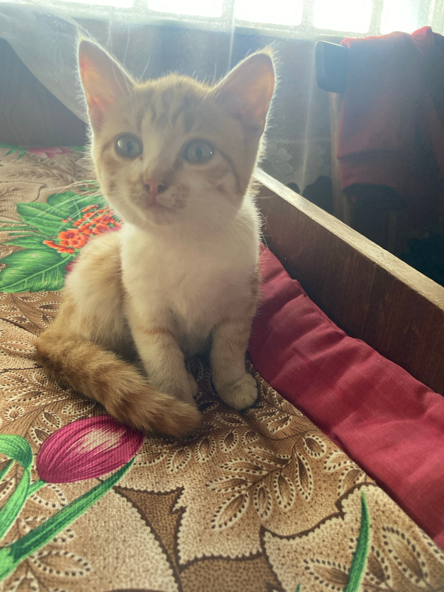 A ginger and white kitten is sitting on a bed with a floral patterned sheet. The kitten is facing the camera with its tail curled around its body. The sheet has a pattern of pink tulips and green leaves on a brown background. To the right of the kitten, there is a red blanket and the wooden frame of a bed. In the background, there are sheer white curtains through which light is filtering. This image was taken indoors, likely in a bedroom, in Rakity, Russia.