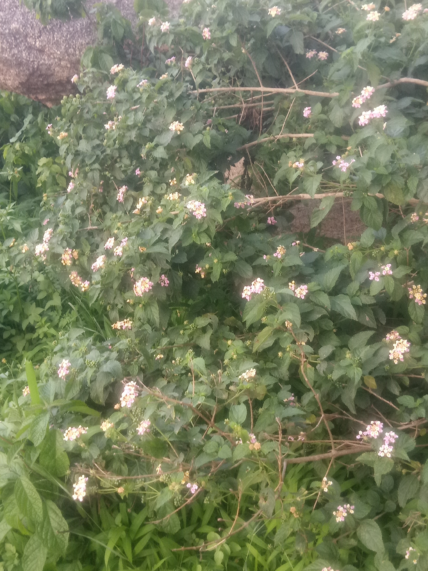 The image shows a dense bush with small clusters of light pink and yellow flowers. The bush is lush green with many leaves and thin, woody branches crisscrossing the frame. In the background, a large, textured grey rock is visible, partially obscured by the foliage. The setting appears to be outdoors, likely in a natural or semi-wild environment, with elements of greenery and a rock formation. There are no people or animals visible in the image.