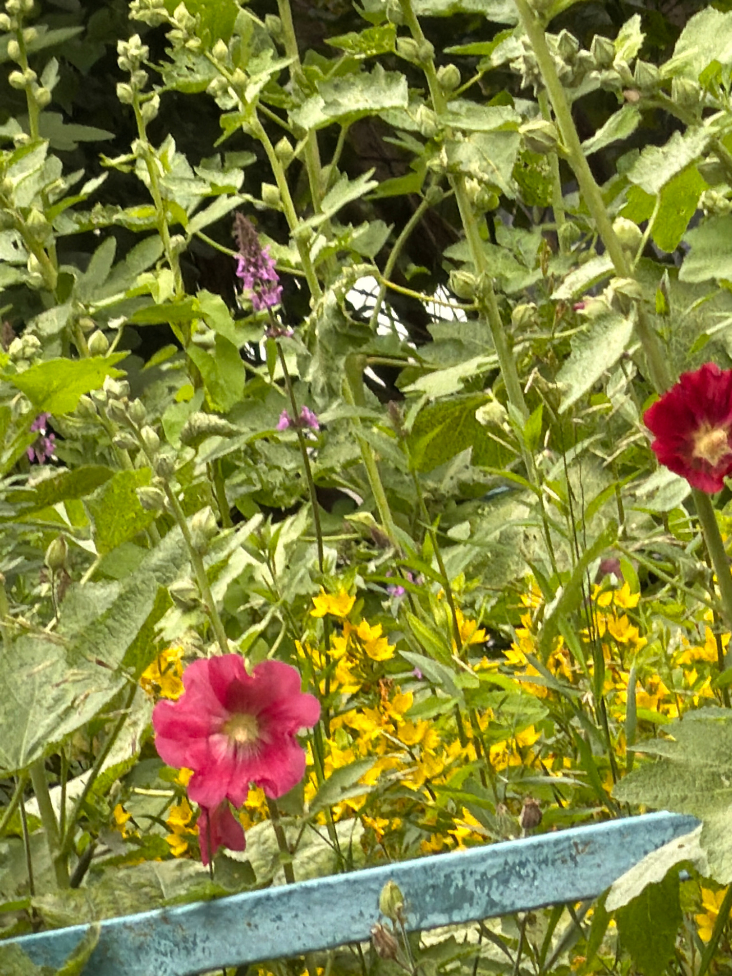 This media file depicts a close-up view of a vibrant garden with a focus on blooming flowers and lush greenery. The primary subjects are several flowers, including a prominent deep pink hollyhock in the foreground, its petals unfurling in a ruffled manner. Behind it, a cluster of small, bright yellow flowers creates a cheerful backdrop. Smaller purple flowers are also visible, adding touches of contrasting color to the scene.
The setting is clearly outdoors, within a garden. The plants are dense, with a variety of leaf shapes and sizes, suggesting a natural, somewhat wild growth. Thin, green stems crisscross the frame, supporting the blossoms and foliage. A pale blue, weathered wooden stake or plank runs vertically along the right side of the image, providing a man-made element that contrasts with the organic nature of the plants.
There is no discernible activity or event taking place; the image appears to be a still shot capturing the beauty of the garden at a particular moment. Notable details include the texture of the hollyhock petals and the way sunlight filters through the leaves, highlighting the yellow flowers in the background. The overall mood is one of natural beauty and tranquility.
The time of day is suggested to be daytime due to the brightness and clarity of the colors, likely late morning or afternoon. The weather appears to be pleasant, conducive to outdoor growth and blooming. There is no visible text in the image. While the location is specified as Moscow, Russia, there are no explicit visual cues within the image itself that would confirm this specific location.