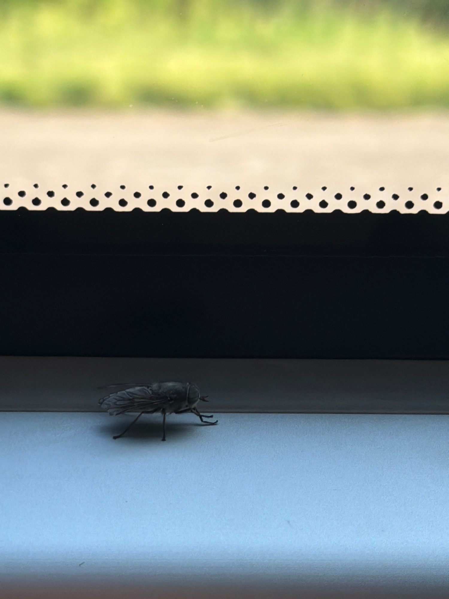 A large, dark-colored fly, possibly a horsefly, rests on a light-colored, horizontal surface. The fly is positioned in the lower-left quadrant of the image and is viewed from its side, facing towards the right. Its wings are folded over its body, and its legs are extended.
Above the fly, there is a dark, rectangular object, likely a window frame or sill. Above the dark object, there is a decorative border with a pattern of evenly spaced black dots. Further above this border, a blurred background of green foliage is visible, suggesting an outdoor environment. The overall lighting suggests it is daytime.
The image is a close-up shot, focused on the fly and its immediate surroundings. The location is identified as Rybnoye, Russia.