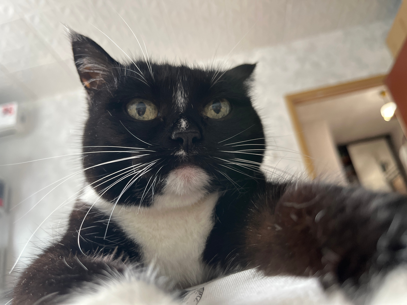 A close-up, low-angle selfie-style photograph features a black and white cat, likely a domestic shorthair, in a shallow depth of field. The cat's face is the primary subject, with its eyes looking directly at the camera. The cat's fur is predominantly black with a white chest and markings on its face. Its whiskers are long and white, fanning out from its muzzle. The background is blurred, showing a light-colored textured surface above and what appears to be an interior doorway and a lit room in the distance. There is no indication of a specific location in Moscow, Russia, or any discernible human presence in the image.