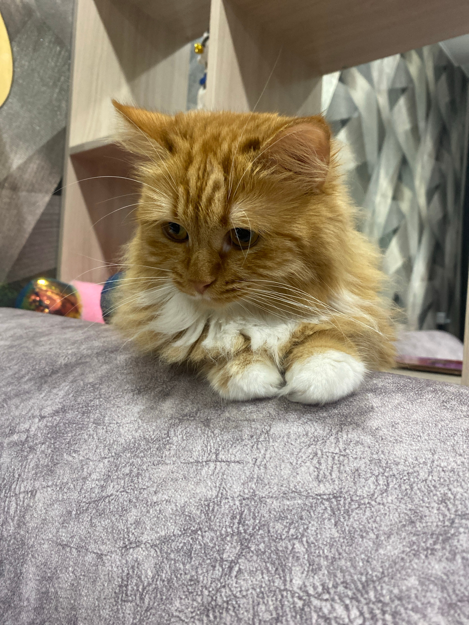 The image features a ginger cat curled up on a gray textured surface, possibly a couch or chair. The cat has fluffy orange fur with white paws and chest. Its eyes are partially closed, giving it a relaxed or sleepy appearance. The cat's head is tilted, and it is looking slightly downwards.
In the background, a light-colored shelf unit is visible, with geometric patterned flooring. A colorful, shiny object, possibly a Christmas ornament, is partially visible below the cat. The lighting suggests it might be daytime, indoors. The overall scene is domestic and tranquil, focusing on the cat in a resting pose. No text is visible in the image.