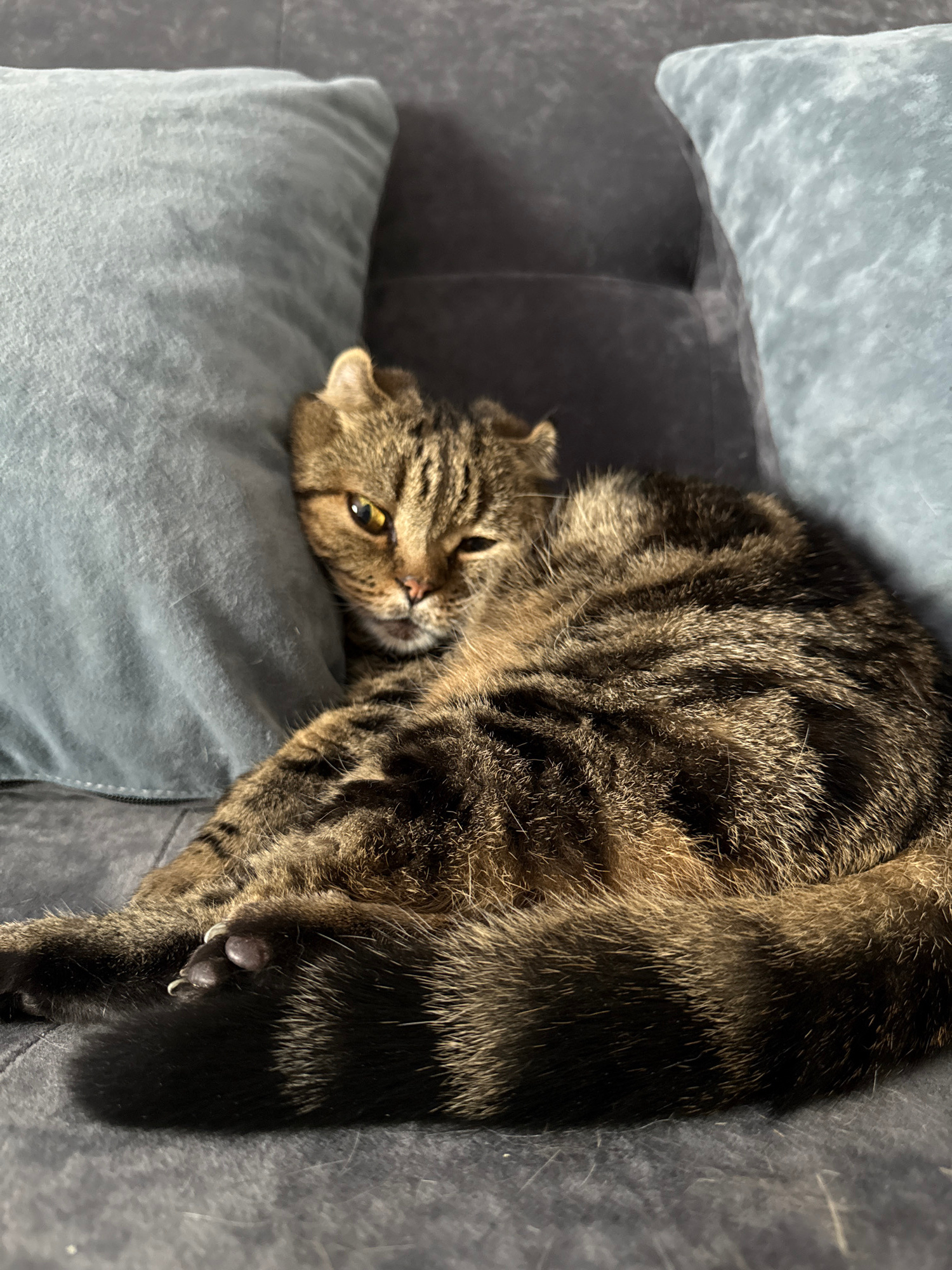 A tabby cat is resting on a grey sofa between two grey pillows. The cat is facing the camera with its head slightly tilted. Its eyes are yellow, and one eye is partially closed. The cat's fur is striped with brown and black. The tail is curled around its body and is also striped. The sofa is a dark grey color and appears to be made of fabric. The pillows are soft and plump. The lighting suggests an indoor environment, likely a living room. There is no indication of the city of Gorodets, Russia in this image.