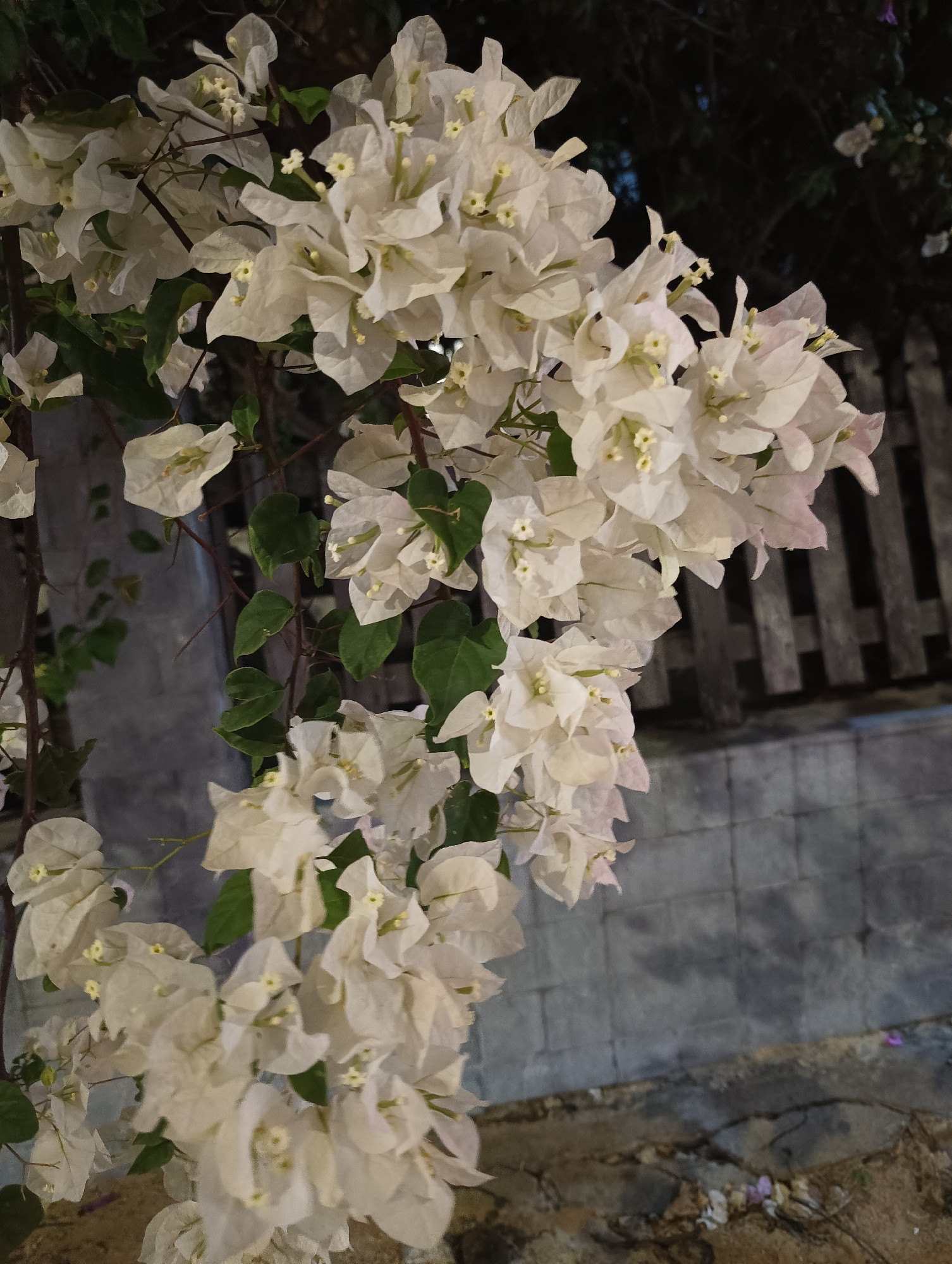 A close-up, eye-level shot captures a cluster of white bougainvillea flowers cascading down from the upper left of the frame. The flowers, with delicate, paper-like petals, are mostly white with hints of pale pink, and some small yellow stamen are visible within. Lush green leaves are interspersed among the blooms.
The background is divided into several elements. Immediately behind the flowers and to the right is a dark, out-of-focus area that appears to be foliage or trees. Further to the right and slightly blurred is a wooden fence composed of vertical planks. Below the fence and the foliage, a textured gray wall or pavement runs horizontally across the middle and lower portions of the image. The ground in the foreground is rough and appears to be a mix of dirt and small stones, with a few scattered fallen petals. The lighting suggests it is either dusk or nighttime, with artificial light casting shadows.
There are no people or animals visible in the scene. The image was captured in Phu Thuy Ward, Vietnam.