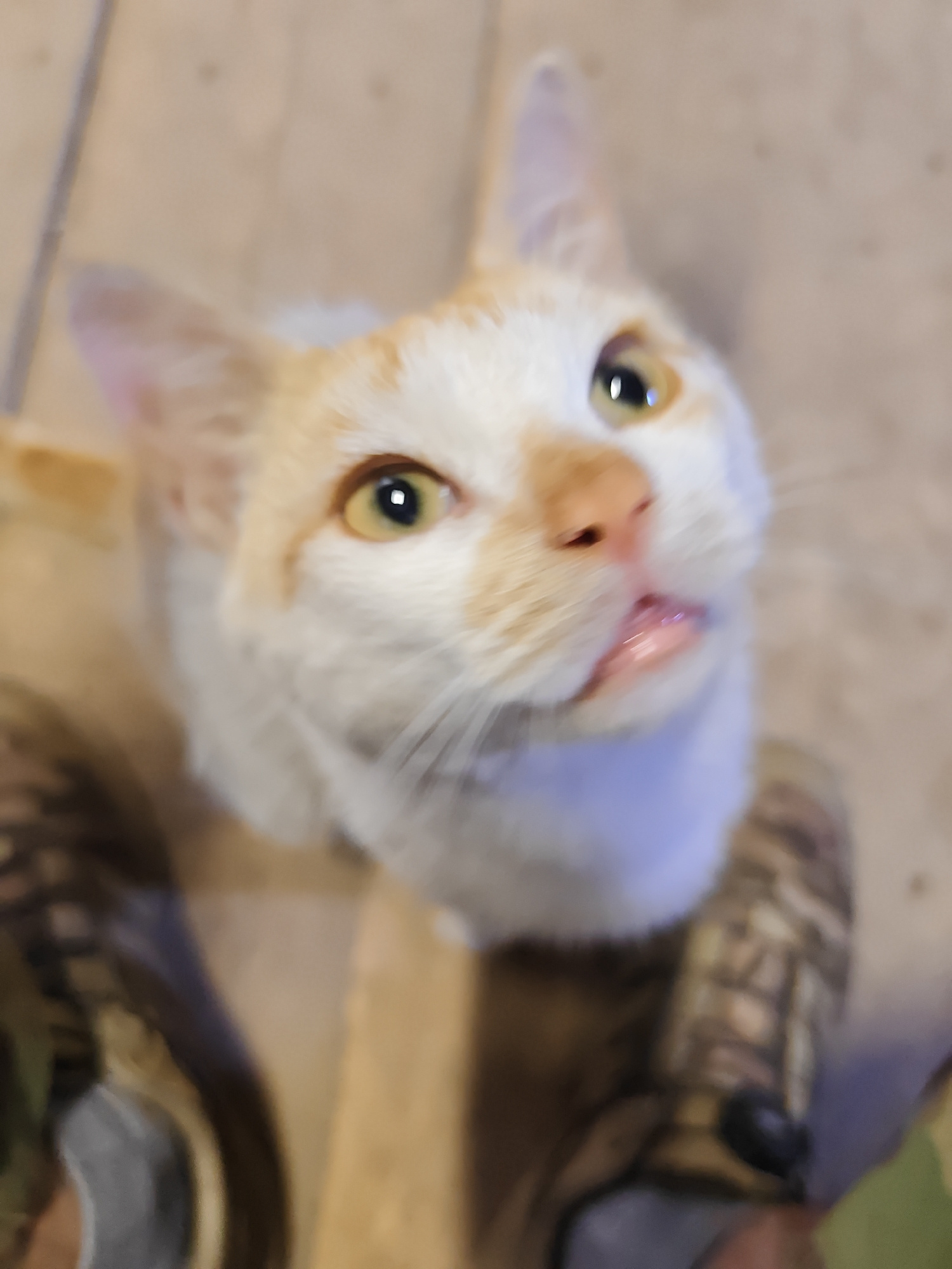 A high-angle medium shot shows a light-colored cat with orange markings looking directly up into the camera with its mouth slightly open. The cat's eyes are wide and yellow. The background is out of focus and appears to be a wooden floor or wall. In the foreground, blurry images of what appear to be camouflage-patterned boots or shoes are visible on either side of the cat. The lighting is bright and direct, suggesting an indoor setting.