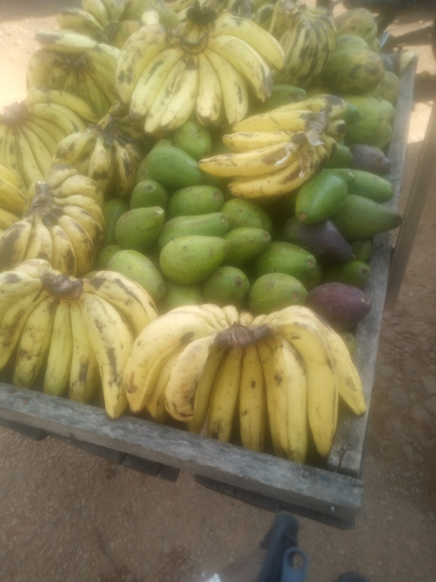 A close-up, high-angle shot captures a large quantity of ripe bananas and avocados piled high in a wooden cart, possibly at a market stall in Serti, Nigeria. The bananas are a vibrant yellow with some brown spots, indicating ripeness, and are arranged in large bunches. Interspersed among the bananas are numerous green avocados, some appearing slightly darker and purplish. The cart itself is made of rough-hewn wood, with visible slats and grain. The ground beneath the cart is a textured mix of dirt and gravel. The lighting suggests it is daytime, with no harsh shadows visible. The scene is static and focuses solely on the produce.