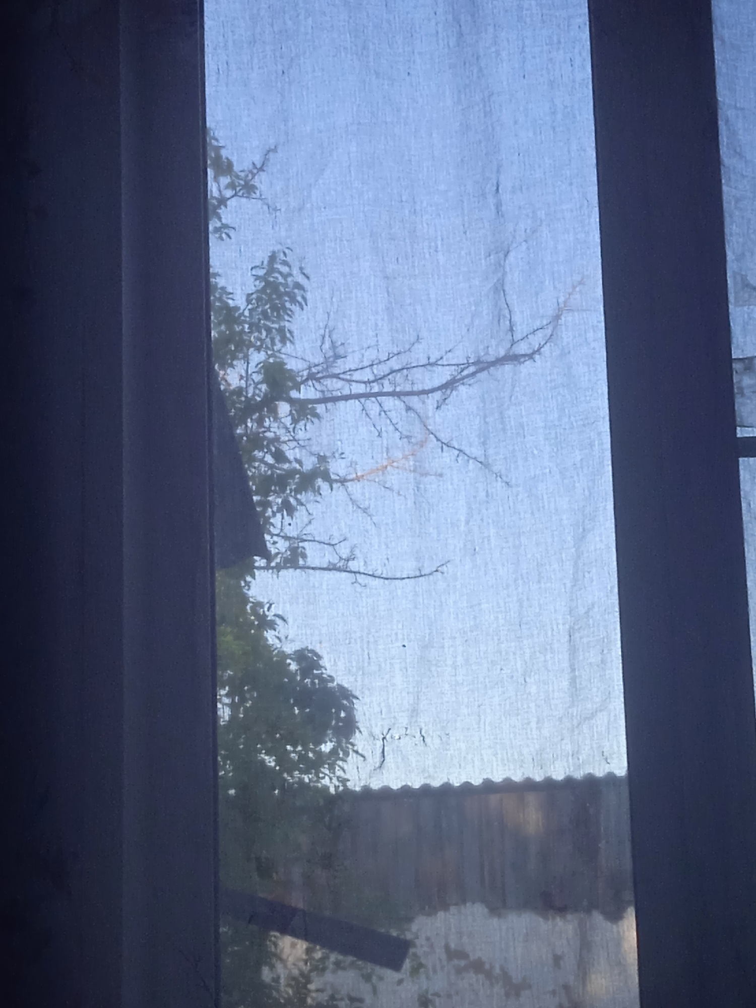 A view through a translucent curtain shows a tree with bare branches against a pale blue sky. Some green leaves are visible on the lower part of the tree. Below the tree, a corrugated metal roof is discernible, with some debris and a hint of a wall. The scene is dimly lit, suggesting it might be early morning or late afternoon. The curtain has a rough texture and some visible creases, with a darker section on the left side and a dark vertical band on the right, possibly framing a window. There are no people or discernible activity. The overall impression is one of stillness and a slightly melancholic or serene atmosphere.