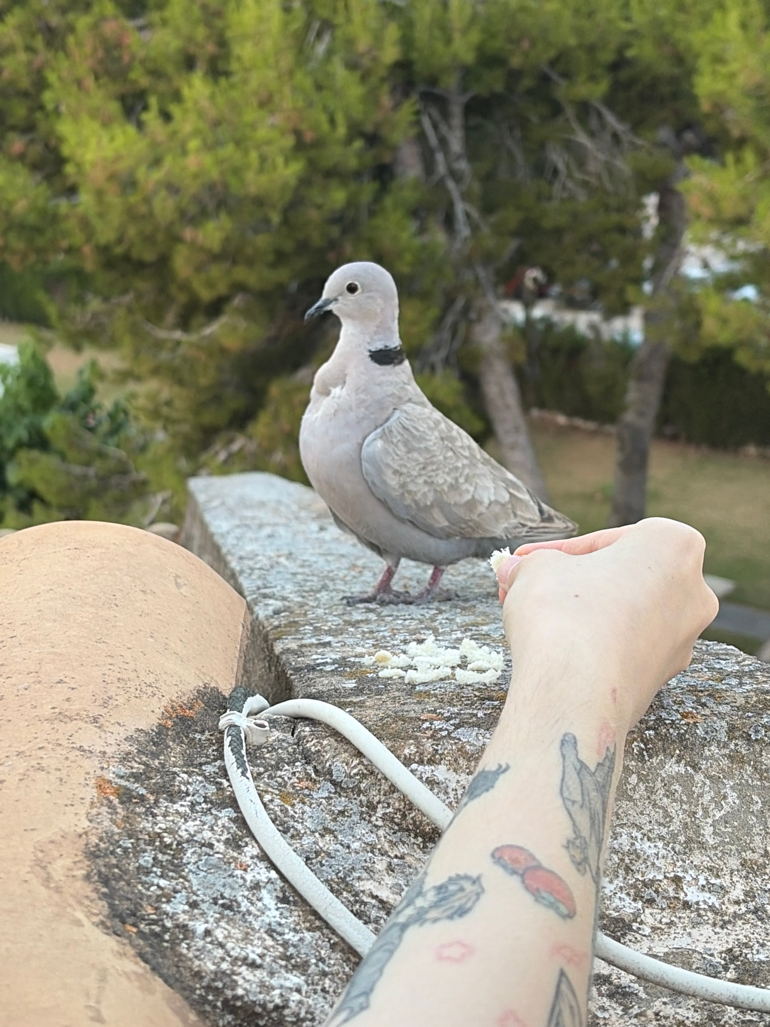 A light grey collared dove stands on a textured concrete ledge, facing left. In the foreground, a human hand with tattoos is outstretched, offering a piece of white food to the bird. The background features lush green trees and a blurred outdoor environment. The scene appears to be on a rooftop, suggested by the presence of terracotta tiles in the lower left corner and the vantage point overlooking trees. The overall setting suggests a residential area, potentially a balcony or rooftop terrace. The presence of trees and the type of architecture are consistent with a location in Torrevieja, Spain, a coastal city known for its Mediterranean climate and abundant greenery.