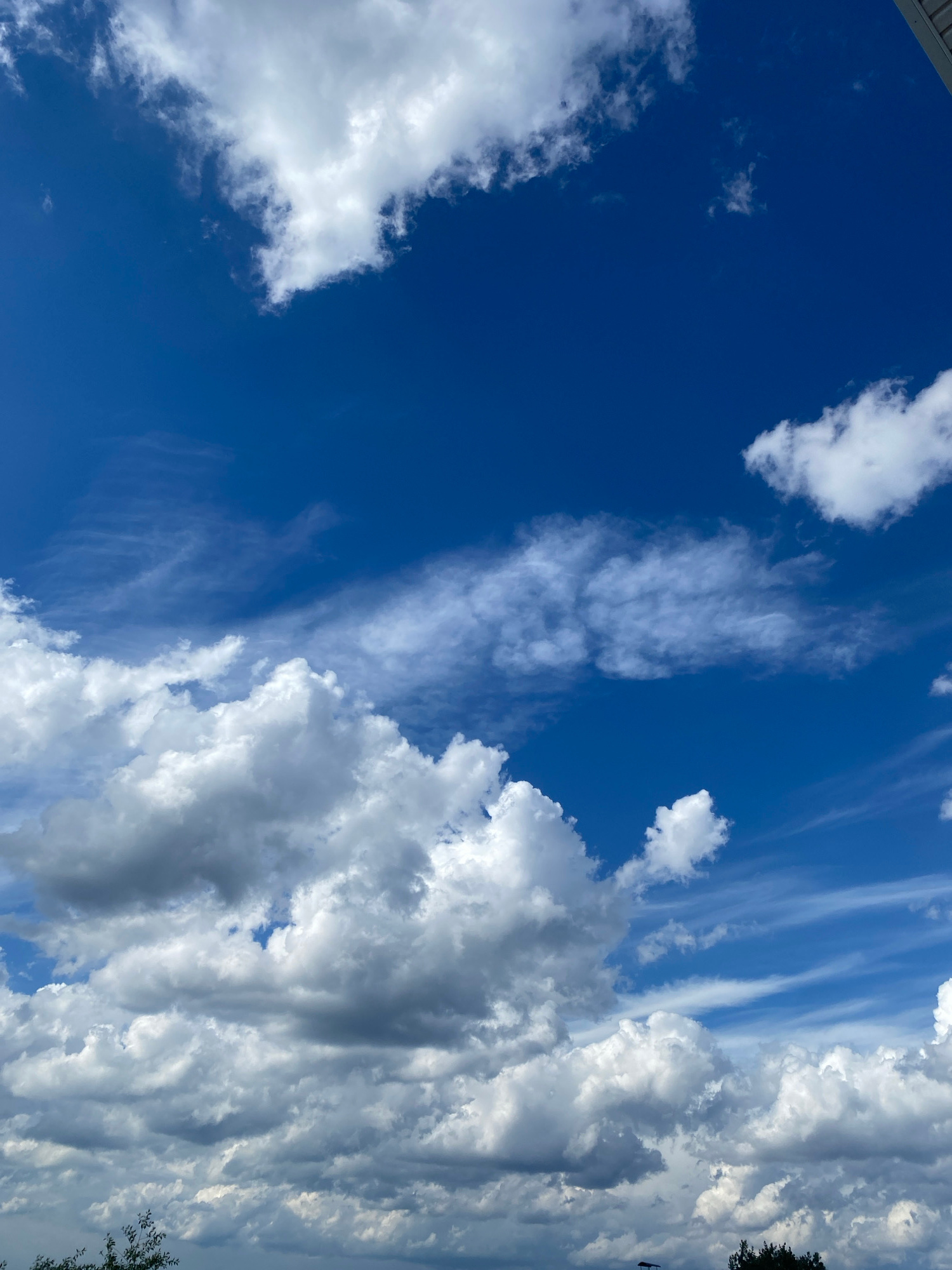 A wide-angle, low-angle shot captures a vibrant, clear blue sky filled with a variety of clouds, as seen from Chaikovsky, Russia. The bottom of the frame is partially obscured by the dark silhouettes of trees and foliage, suggesting an outdoor setting. The clouds range from fluffy, white cumulus formations to wispy, streaky cirrus clouds, creating a dynamic and textured sky. The overall impression is of a bright, possibly sunny day, with the clouds adding depth and visual interest to the expansive sky.