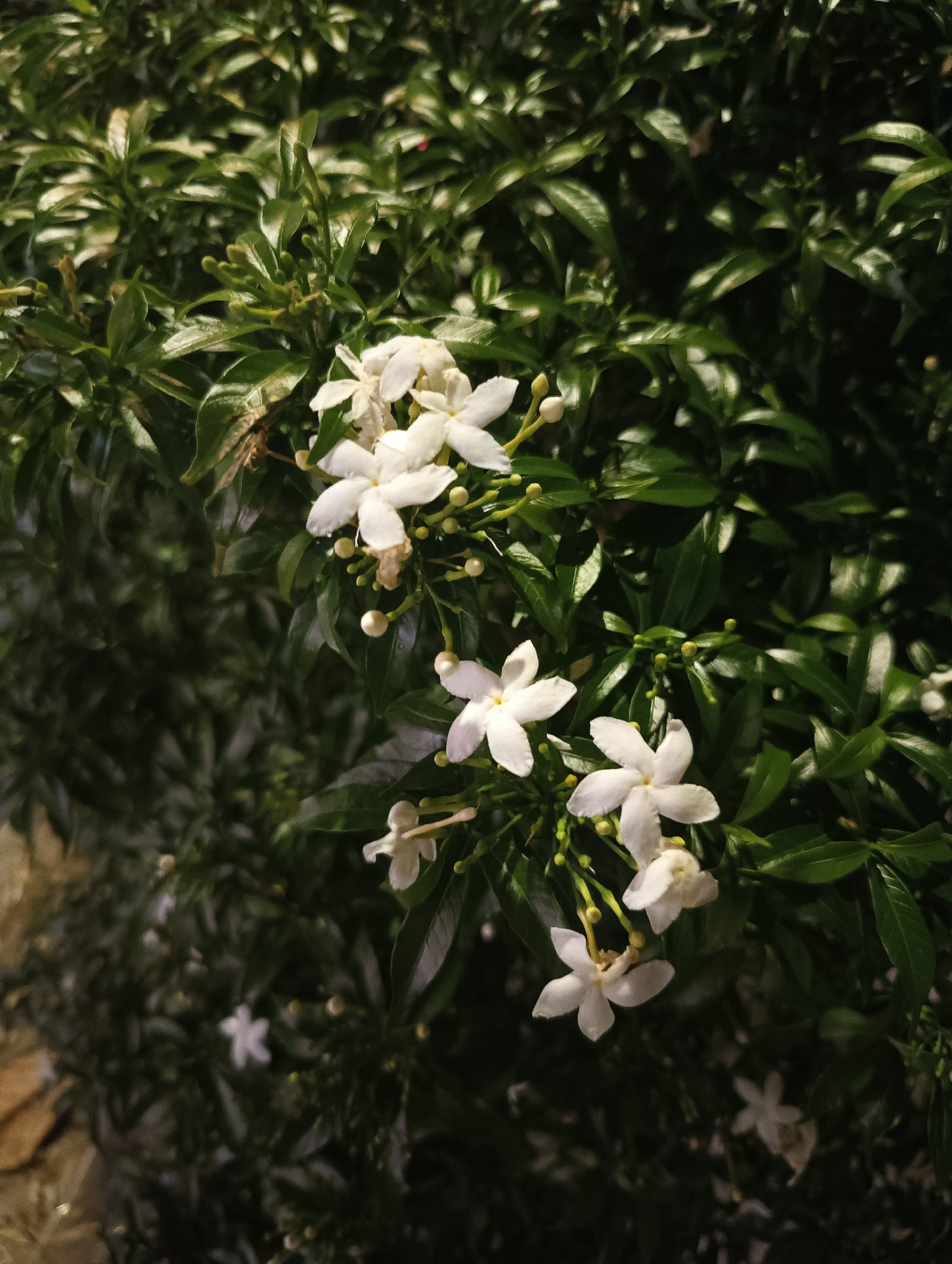 In Phu Thuy Ward, Vietnam, a cluster of small, white, star-shaped flowers with yellow stamens bloom on a dense green shrub. The lighting suggests it is nighttime, with artificial light illuminating the flowers and casting shadows on the darker green foliage. Some of the flowers are fully open, while others are in bud form. A blurry, light-colored surface, possibly a sidewalk or ground, is visible in the lower left corner. The overall scene captures a moment of natural beauty amidst the urban environment.