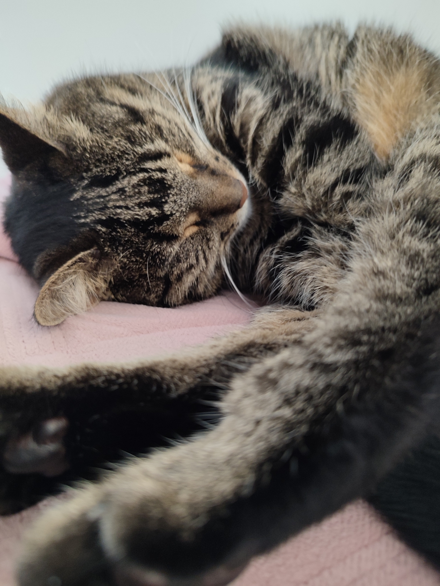A close-up, shallow depth-of-field shot shows a tabby cat sleeping curled up on a pink textured surface, possibly a blanket. The cat's fur displays a pattern of dark brown and black stripes against a lighter tan background. Its eyes are closed, and its head is tucked into its body. The cat's front paw is extended forward, resting on the pink surface. The lighting is soft, highlighting the texture of the cat's fur and the pink surface. The location is not specified in the image or its context as Murino, Russia.