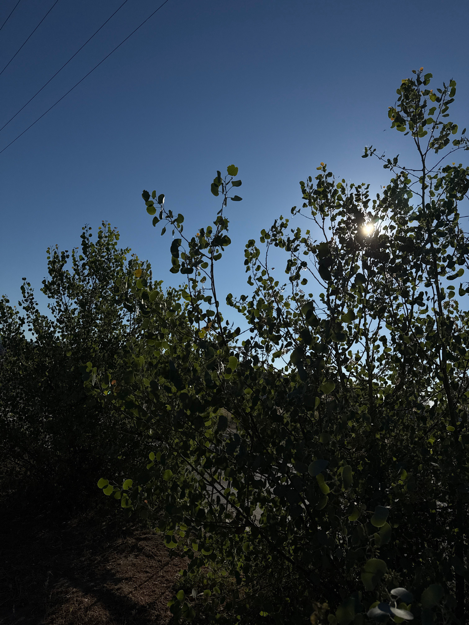 The image depicts a clear blue sky with three parallel overhead power lines stretching across the upper left quadrant. Silhouetted against the bright sky and the sun, which is partially obscured by foliage, are several trees with lush green leaves. The sun's rays are visible as they pierce through the branches and leaves, creating a lens flare effect. The trees appear to be on the right side of the frame, with some of their lower branches and trunks in shadow. The ground beneath the trees is dark and appears to be covered with dry grass or brush. The overall scene suggests an outdoor environment, possibly a rural or semi-urban area. It is impossible to determine the specific location within the city of Baikonur, Kazakhstan from this image alone.