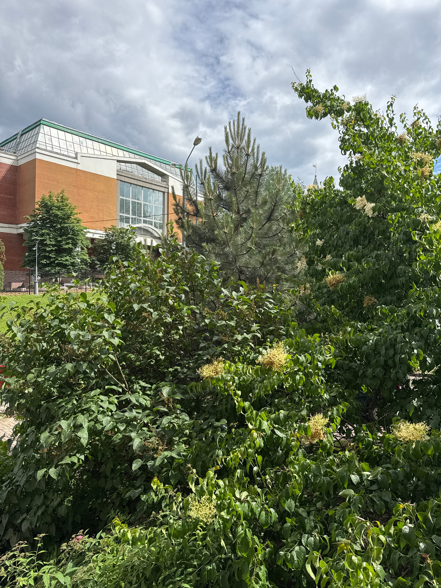 This image shows a partially obscured building, possibly an educational institution, with large windows and a brown brick facade. The building appears to be modern in design, with a green roofline. In front of the building, there is lush greenery, including trees with small white flowers and a pine tree. The sky is overcast with gray clouds, suggesting a possibly cooler or overcast day. A lamppost is visible extending from the building's facade. The image is oriented vertically, with the sky at the top and the building partially visible at the bottom left. There are no people visible, and no text is discernable. The overall impression is of a building in a natural, possibly urban or suburban, setting.