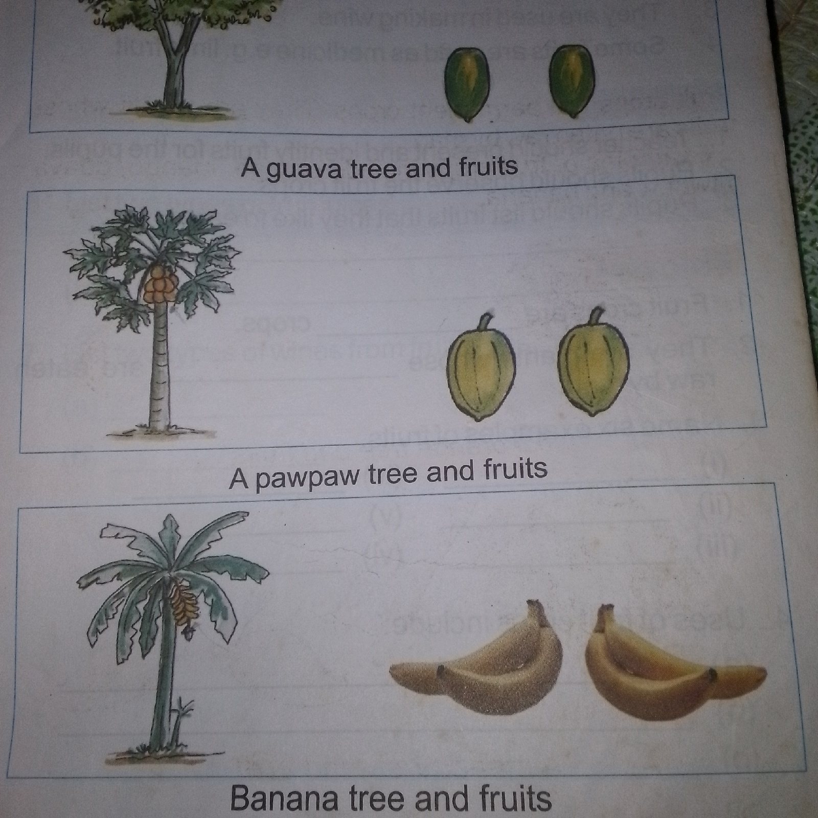 This media file displays a page from an educational book, featuring illustrations of different fruit trees and their produce. Each section presents a labeled illustration of a tree with its fruit.
The top section shows a tree with two green fruits next to it, labeled "A guava tree and fruits." The tree itself is depicted with a brown trunk and green foliage. The fruits are oval-shaped and green, with a slightly lighter shade in the middle.
The middle section features a papaya tree with several fruits clustered on its trunk. Two green, oval-shaped fruits, similar in appearance to those in the top section but with a slightly different shape, are shown to the right of the tree. This section is labeled "A pawpaw tree and fruits."
The bottom section displays a banana tree with a bunch of bananas hanging from it. Two individual bananas are shown to the right of the tree. The tree has a thick trunk and large, green leaves. This section is labeled "Banana tree and fruits."
The illustrations are done in a simple, colored-pencil or watercolor style. The background is a plain white paper, and the text is in a dark, sans-serif font. There are no people or discernible location cues other than the implied context of a garden or orchard for the fruit trees. The time of day and weather are not indicated. There are no visible emotions conveyed by the illustrations. The overall impression is that of an educational resource for identifying common fruit trees and their fruits.