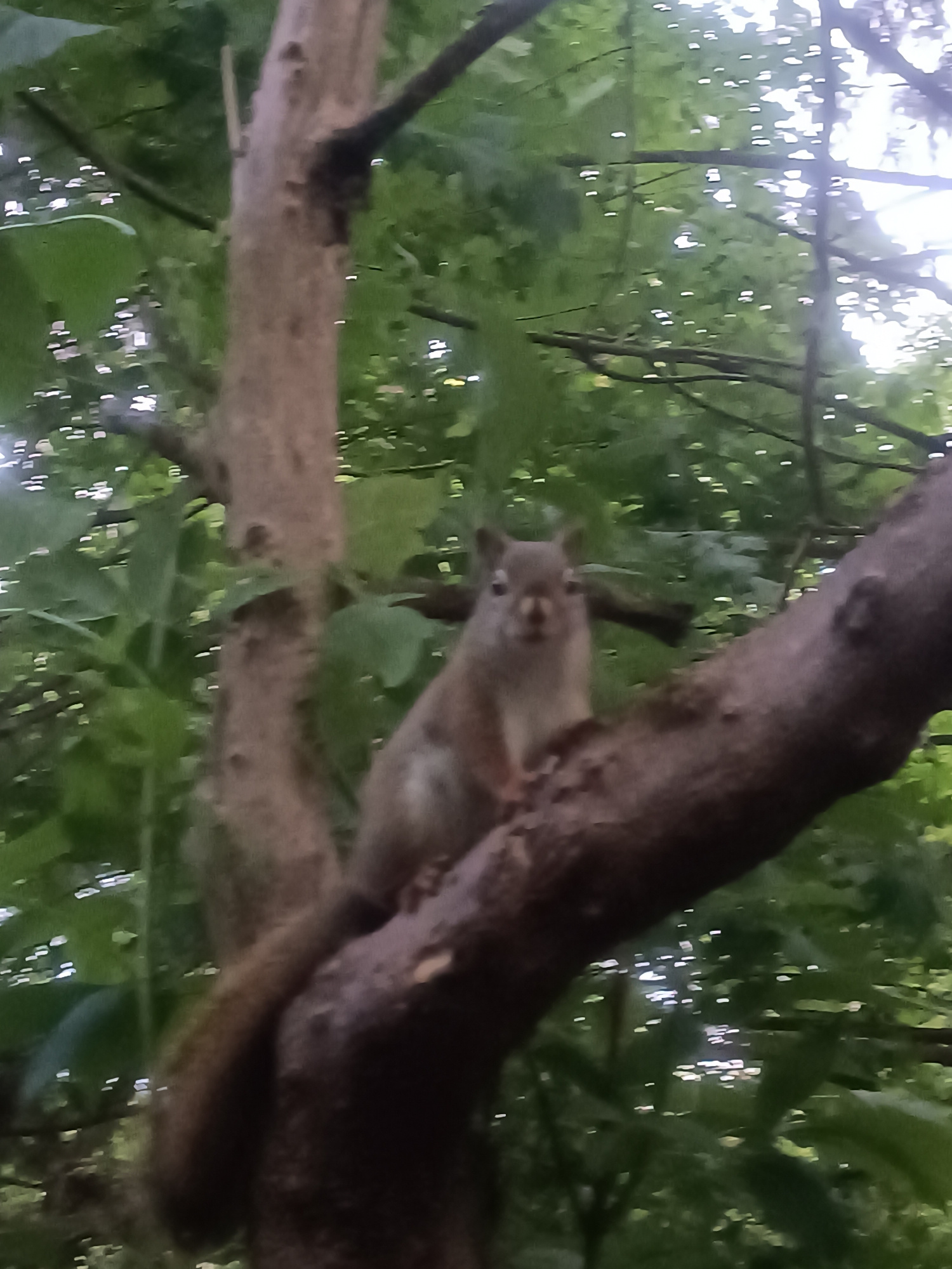 A close-up, horizontal, medium shot captures a red squirrel perched on a thick, gnarled tree branch in a natural, wooded environment. The squirrel, facing the camera, is light brown with dark eyes and appears alert. Its body is positioned vertically on the branch, with its tail curving upwards behind it. The branch itself is textured and dark brown, with some moss visible. The background is filled with lush green foliage, suggesting a park or forest setting. Sunlight filters through the leaves, creating small, bright highlights scattered throughout the scene. The overall impression is that of a candid wildlife photograph taken outdoors. This image is undated and its location within the city of Mississauga, Canada, is unknown.