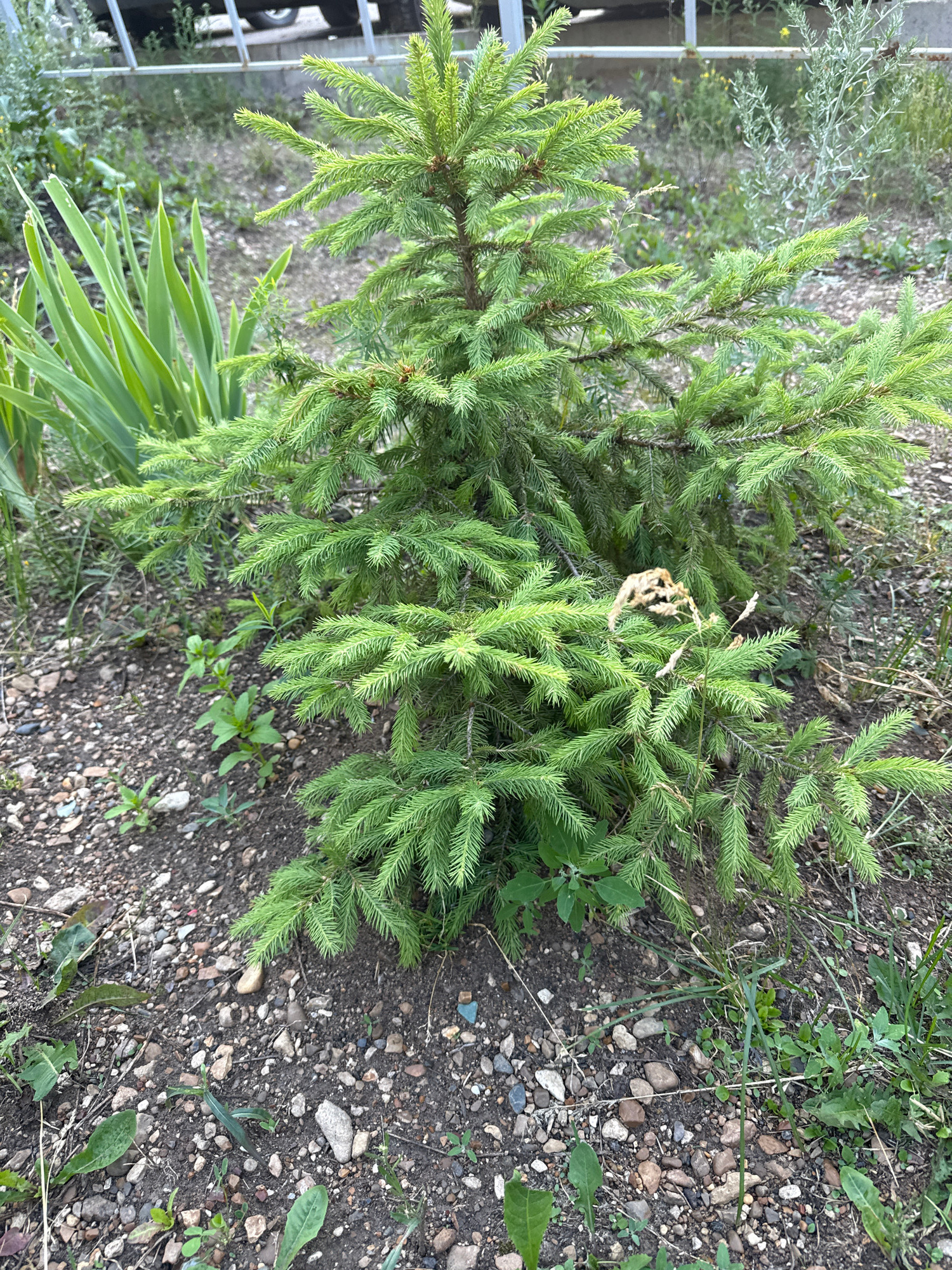A close-up, eye-level shot features a small, evergreen tree situated outdoors. The tree's needles are a vibrant green, with some lighter green tips suggesting new growth. A few dried, light brown seed heads or flower remnants are visible on some branches. The ground around the tree is a mix of dark soil and small pebbles in various shades of gray, brown, and white. To the left of the evergreen, several long, sword-shaped green leaves of another plant rise upwards. In the background, the lower portion of a metal fence and some blurred vegetation can be seen.