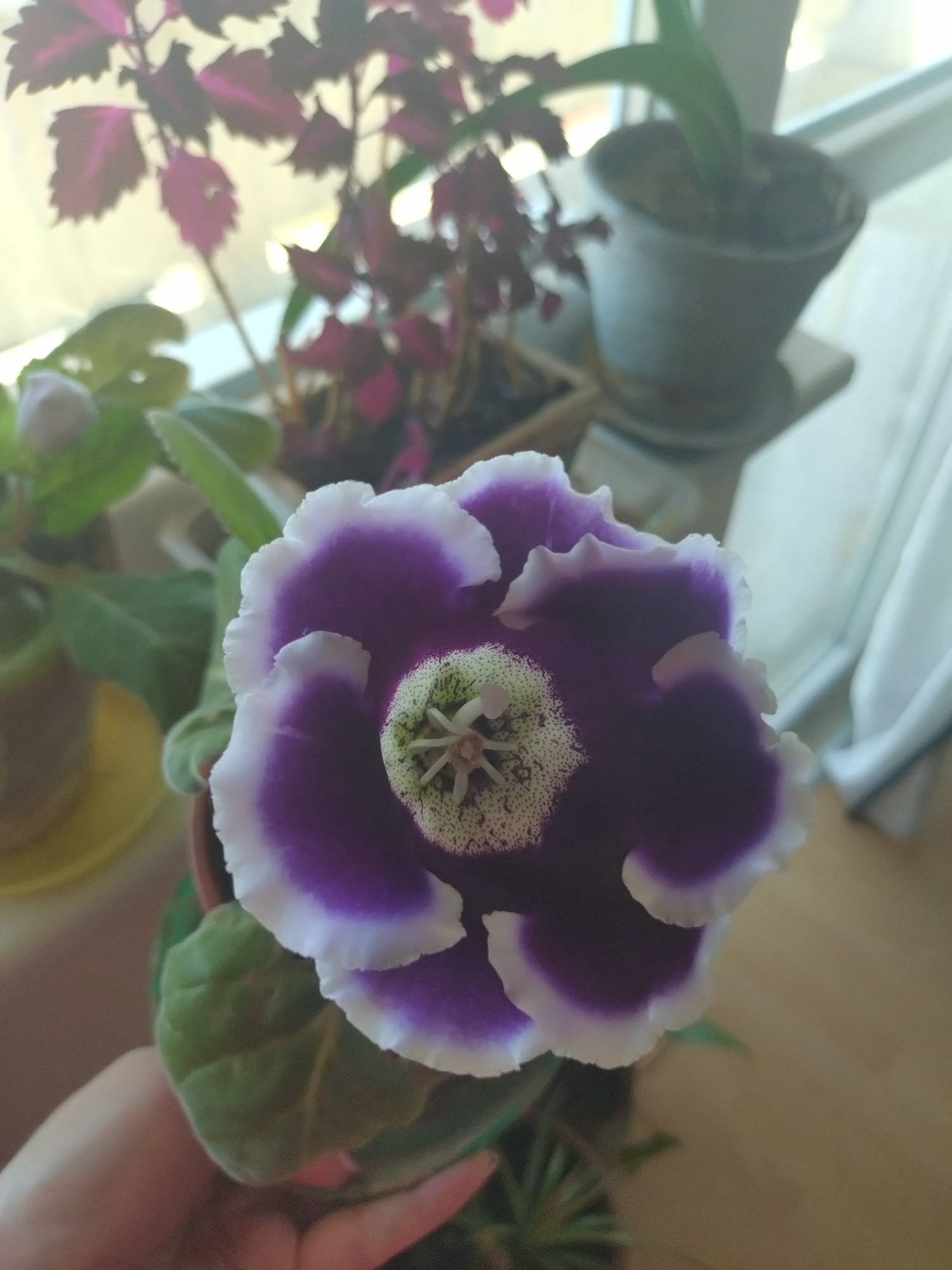 The image displays a close-up of a potted purple and white flower, likely a gloxinia, with its bloom prominently featured in the foreground. The flower has velvety petals with a deep purple interior and a ruffled white edge. The center of the flower is a pale green with dark speckles and visible stamen. The plant has large, fuzzy green leaves, and part of a human hand is visible at the bottom left, appearing to support the pot. In the background, out of focus, are other potted plants with dark red and green leaves, a dark gray pot on a white saucer, and a window with light streaming through, suggesting an indoor setting, possibly a windowsill. The overall lighting is soft and natural. There is no visible information in the image that would allow for identification of its specific location within Stara Zagora, Bulgaria.