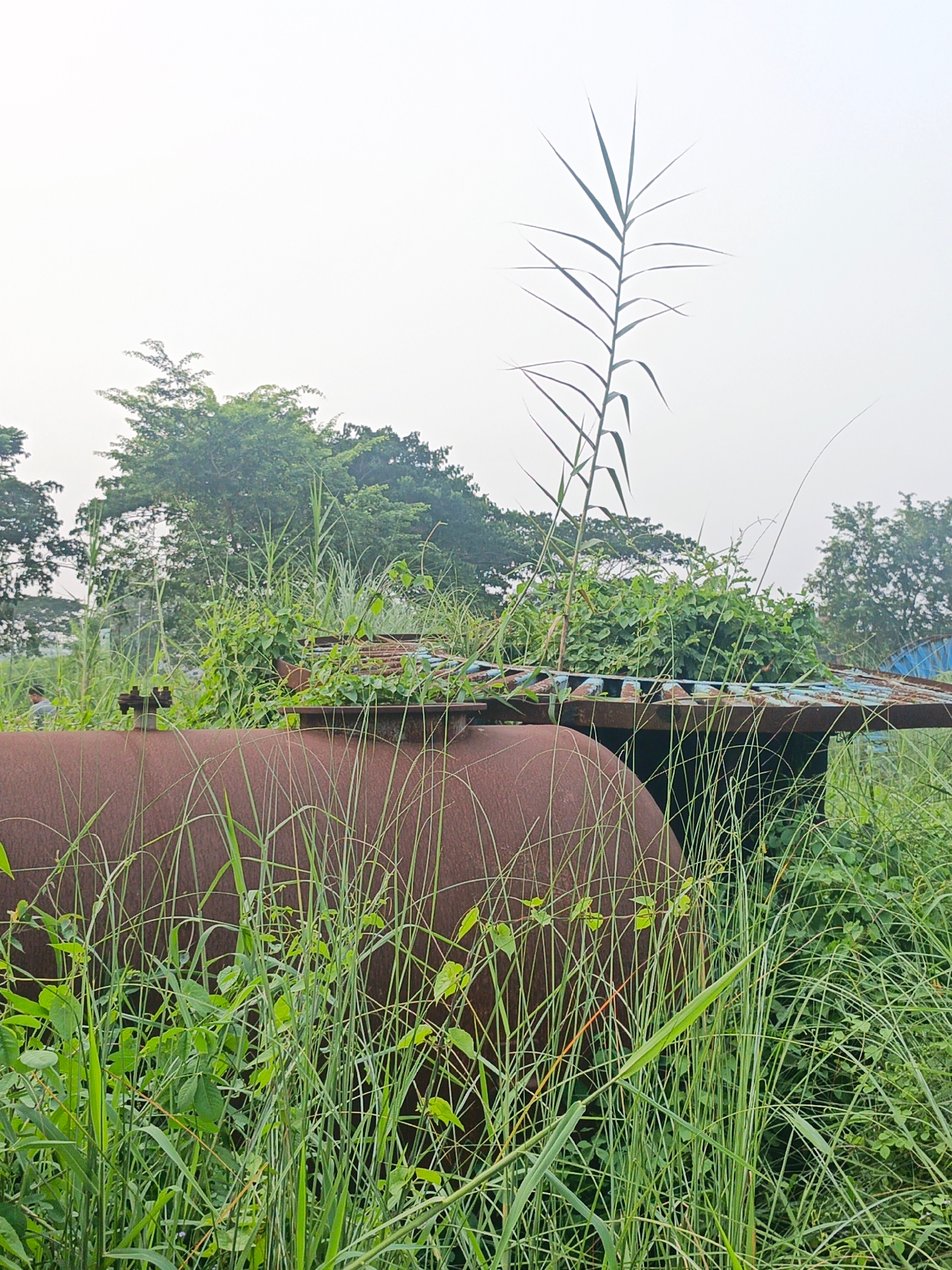 An outdoor, medium shot captures a rusty, cylindrical object, possibly a water tank, positioned in the foreground amidst tall, green grass and foliage. The object is partially obscured by the vegetation. Behind it, a weathered, metal structure with a slatted surface sits at an angle, also covered in greenery and some visible rebar. In the background, a dense line of trees with varying shades of green forms a natural backdrop under a hazy, pale sky. A single, thin stalk of tall grass rises prominently in the middle ground, reaching towards the sky. The scene suggests an overgrown, neglected outdoor space. A person is faintly visible in the far left background.
