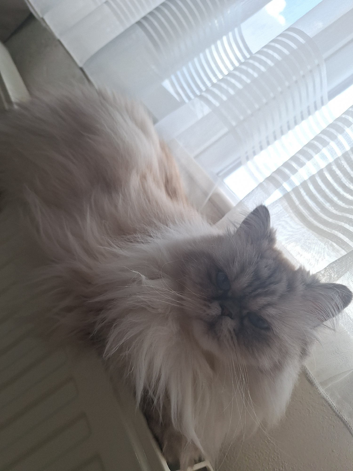 A long-haired, light-colored cat with grey points on its face is lying down, partially obscured by white blinds. The cat's eyes are partially closed. The blinds are hanging vertically and are illuminated by sunlight from a window. The background is out of focus and appears to be indoors. There is no indication of the city of Panagyurishte, Bulgaria.