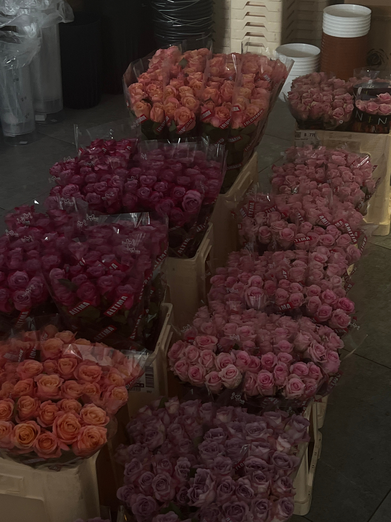 This media file depicts several large bouquets of roses packaged in clear plastic. The roses are of varying shades of pink, from pale blush to deep fuchsia, and also include some peach-colored varieties. They are arranged in bunches and appear to be ready for sale or transport.
The bouquets are placed on what seems to be a display or storage area, possibly a market stall or warehouse. In the background, there are some white cylindrical objects, possibly containers or rolls, and parts of what look like wooden crates. The lighting is somewhat dim, suggesting an indoor setting, possibly in the morning or evening.
Visible text on the packaging of the roses includes brand names like "ALTIMA," "LOLOMARIK," and "AMITJA." There are also numerical markings like "8..771." The overall impression is of a commercial arrangement of fresh flowers. There are no people visible in the image. The setting appears to be a professional floral business environment.