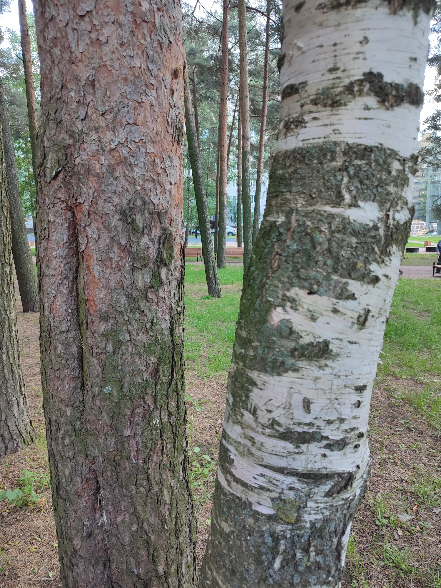 The image shows two tree trunks in the foreground: a pine tree on the left and a birch tree on the right. The pine tree has rough, reddish-brown bark with deep fissures. The birch tree has characteristic white bark with dark horizontal markings and patches of green moss. In the background, a park-like setting is visible with more trees, green grass, and a dirt path. Further in the distance, there are some buildings and what appears to be a playground or recreational area with benches and children's equipment. The scene suggests an outdoor recreational space within an urban or suburban environment. The image was taken in Vsevolozhsk, Russia.