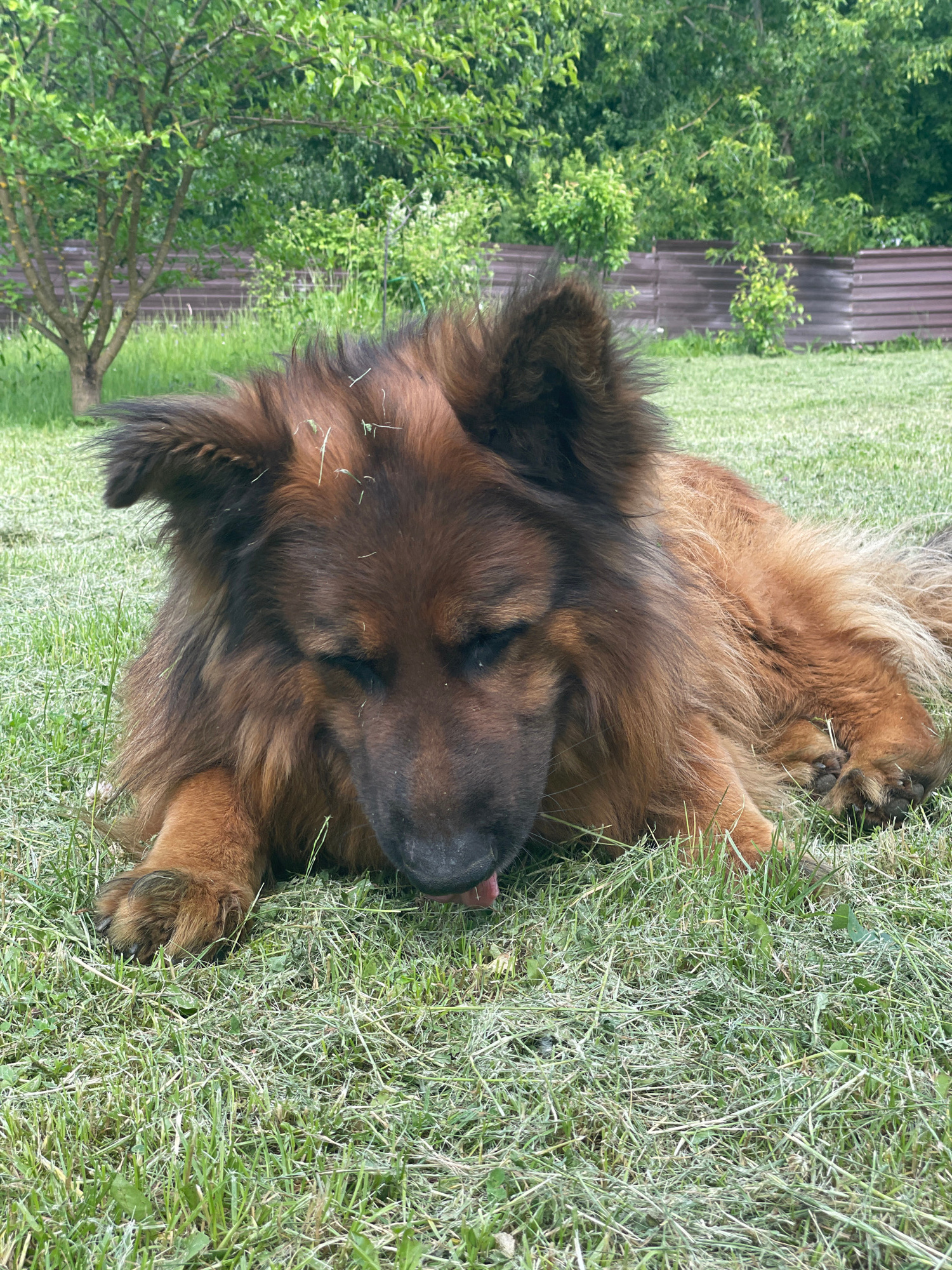 A close-up, vertically oriented shot shows a large, long-haired dog with reddish-brown fur lying on a patch of green grass. The dog's eyes are closed, and its tongue is slightly protruding, suggesting it is relaxed and possibly resting or sleeping. Bits of dried grass or hay are visible on its fur.
In the background, to the left of the dog, is a dense green tree with visible branches. Beyond the tree, a wooden fence with vertical planks can be seen. The overall setting appears to be an outdoor, grassy area, likely a yard or garden.
The lighting suggests it is daytime, possibly overcast given the soft shadows. The scene conveys a sense of peace and tranquility, with the dog appearing comfortable and at ease in its surroundings. There is no visible text in the image. The location context is Sergiyev Posad, Russia.