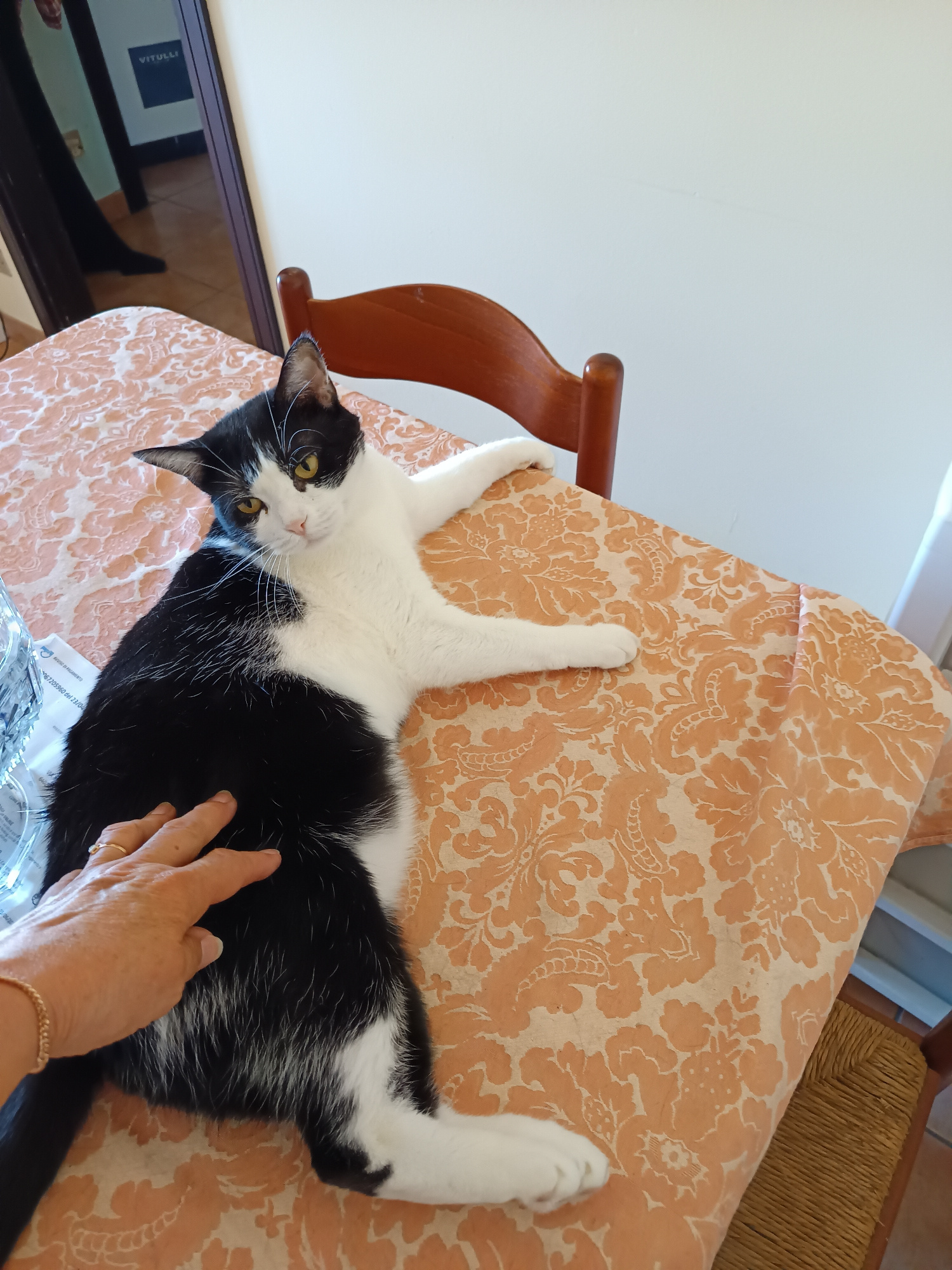 A black and white cat is lying on a table covered with an orange patterned tablecloth. A person's hand is petting the cat on its side. The cat has yellow eyes and white whiskers. In the background, there is a wooden chair and a doorway with a sign that reads "VITULLI". The scene appears to be indoors.