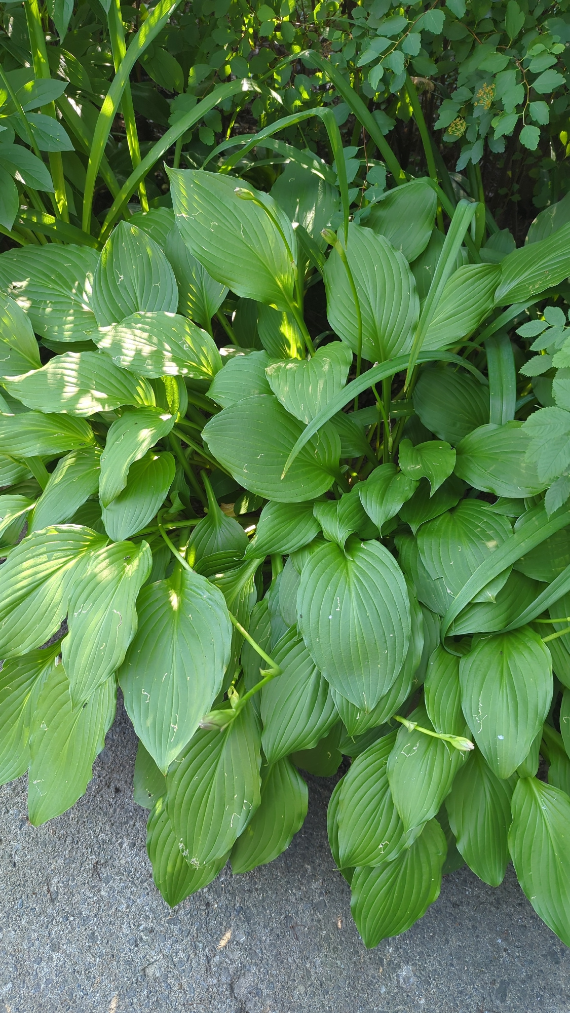 The image shows a close-up, overhead view of a large planting of hosta plants. The hostas have broad, deep green leaves with prominent parallel veins. Some of the leaves are catching dappled sunlight, creating bright highlights. To the left of the hostas, there is a patch of smaller, lighter green foliage from another plant, possibly a shrub, with tiny yellow flowers. The ground adjacent to the hostas is a textured, dark grey surface, likely asphalt or concrete. There are no people or animals visible, and no text. The lighting suggests it is daytime, and the lush green of the plants implies favorable weather conditions. The presence of hostas and the style of surrounding foliage are consistent with a garden or park setting. The context of Montreal, Canada, suggests this scene is likely from a temperate climate during the warmer months of the year, such as late spring or summer.