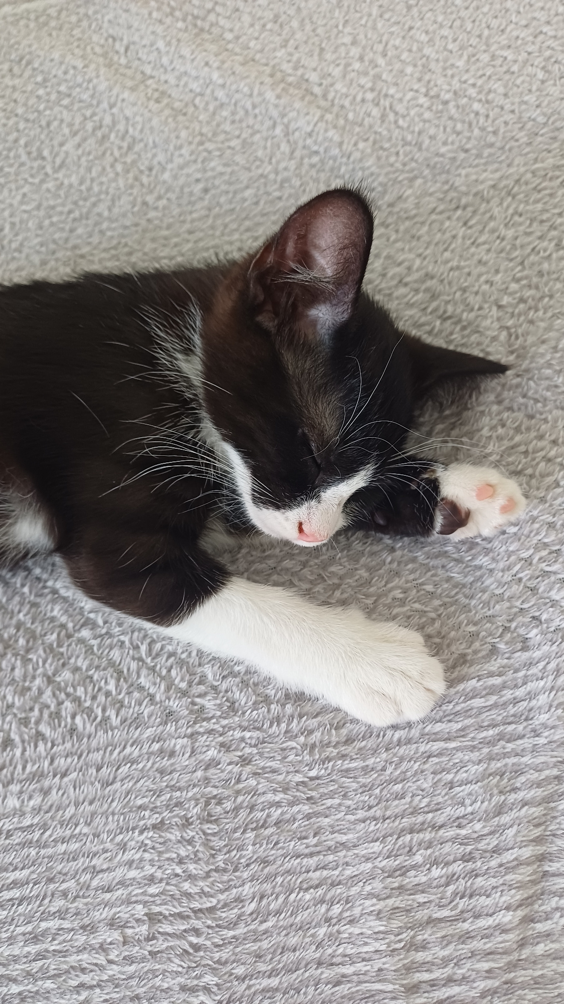 A black and white kitten sleeps curled up on a textured gray surface. Its eyes are closed, and its face is nestled into its front paw. The kitten has white markings on its chest, paws, and face, with pink paw pads visible on its outstretched front paw. The background is a soft, fuzzy gray material. There are no elements present in the image to indicate a specific location within Stade, Germany.