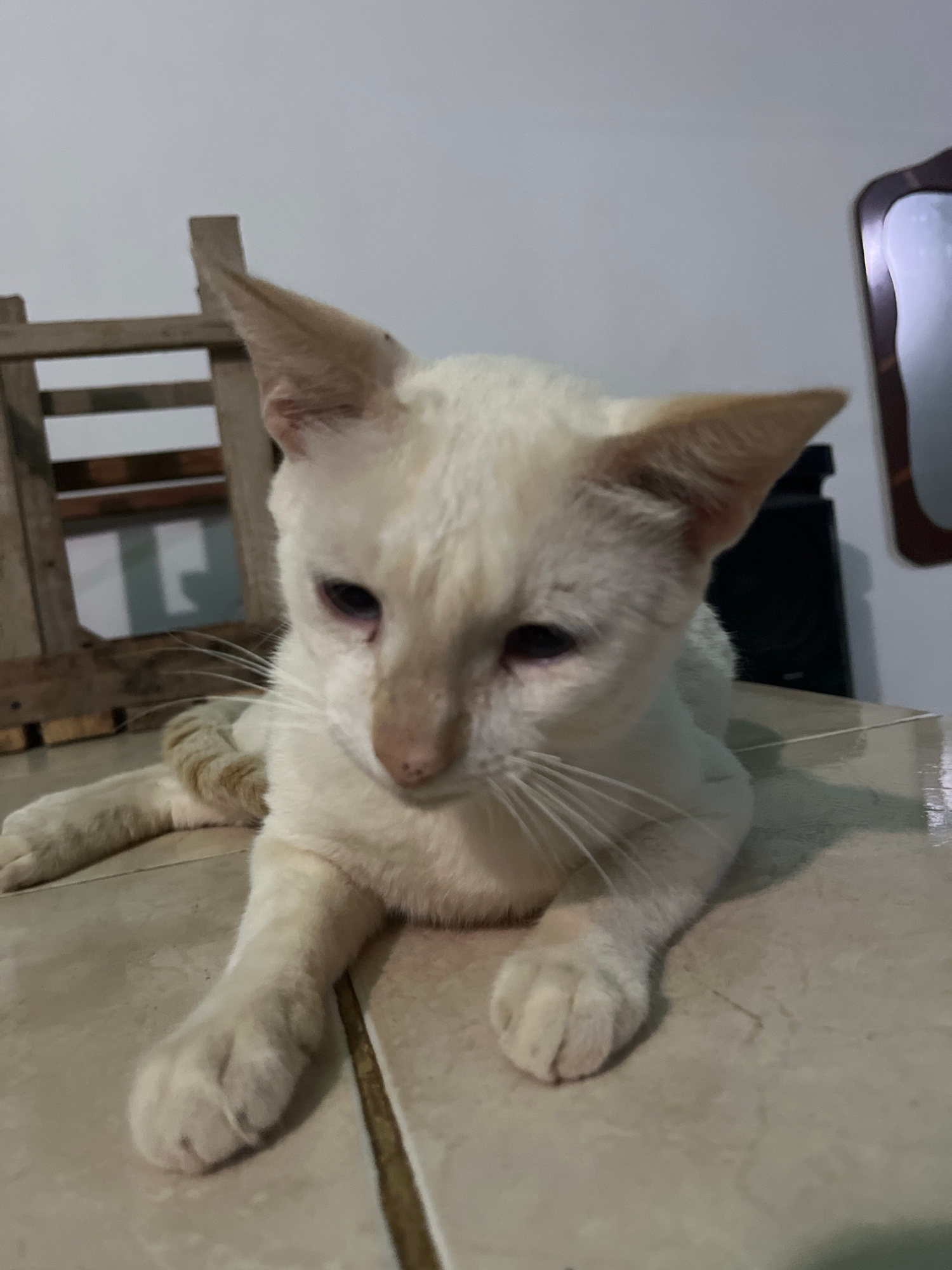 A light-colored cat with blue eyes is lying on a tiled surface, with its front paws extended and its body partially visible. The cat is positioned in the foreground, with a wooden structure in the background to the left and a dark object and a mirror to the right. The environment appears to be indoors, possibly a domestic setting.
