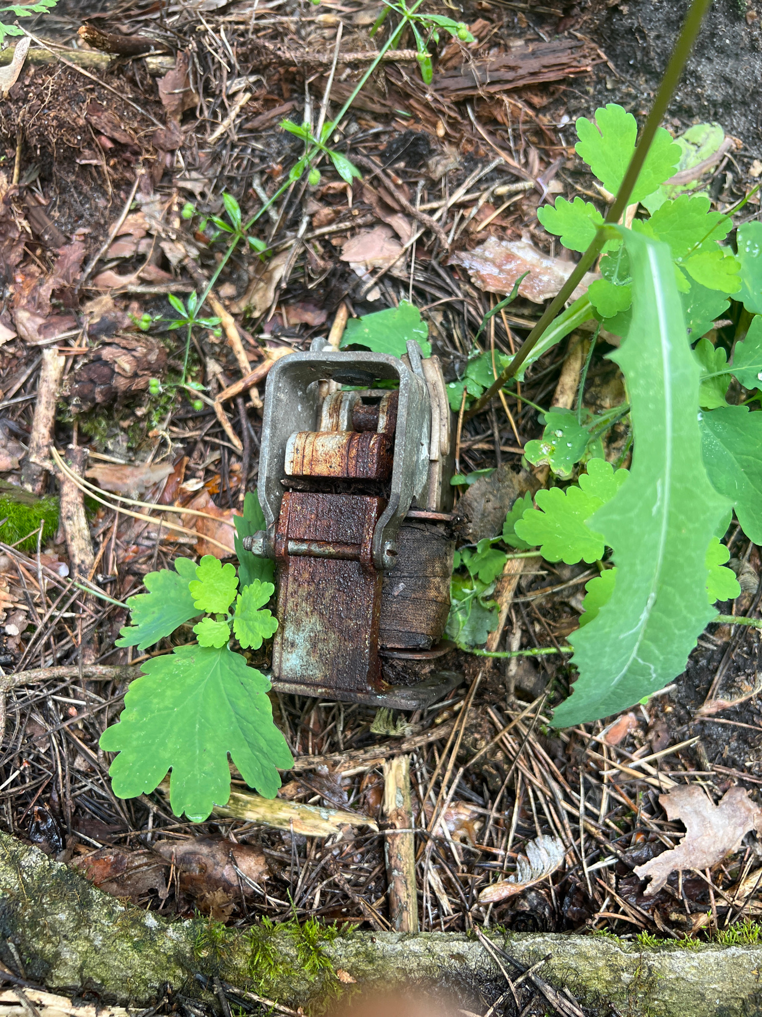 The image shows a close-up, overhead view of a rusty, rectangular object partially buried in forest debris. The object appears to be an old piece of machinery, possibly a motor or transformer, with visible coils and metal casing. It is surrounded by pine needles, dry leaves, and twigs, suggesting a woodland setting. Lush green leaves of a plant with serrated edges are growing around and over the object, indicating that it has been in place for some time, allowing nature to reclaim it. The ground is damp, and there are droplets of water visible on the leaves, hinting at recent rain or dew. The lighting suggests it is daytime, with natural light filtering through the trees. There is no visible text in the image. The scene evokes a sense of decay and the passage of time, as man-made materials are being slowly absorbed back into the natural environment.