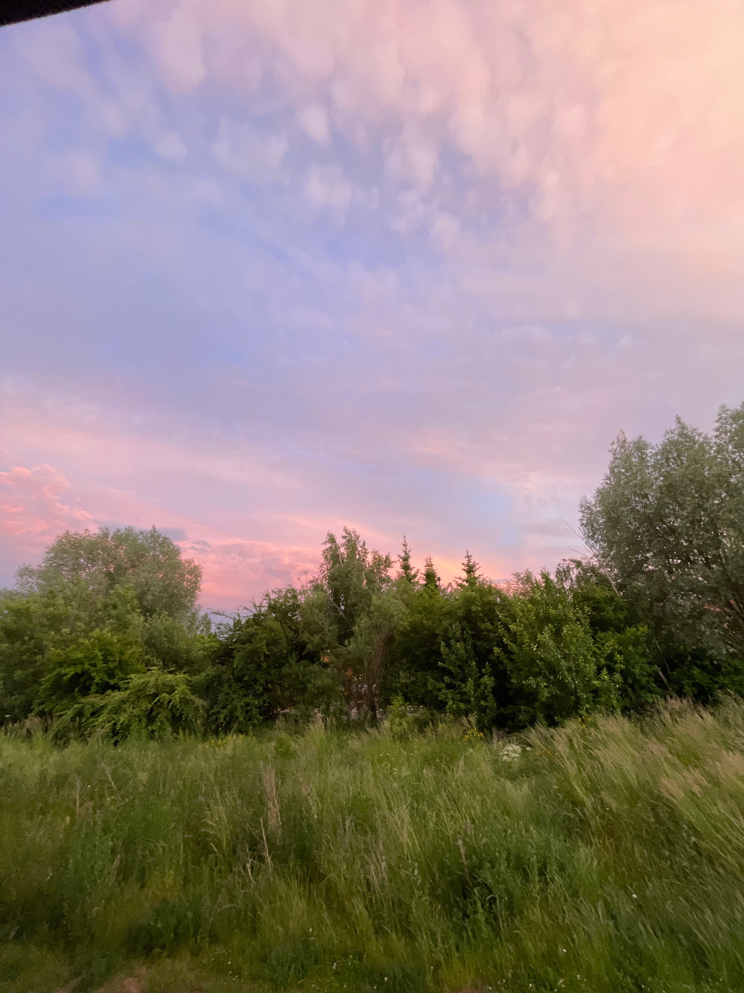 A wide-angle, vertical, low-angle shot captures a serene twilight sky over a landscape with lush greenery. The sky is a gradient of soft pastel colors, transitioning from a pale lavender at the top to a warm pink and peach hue near the horizon. Wispy clouds are scattered across the sky, catching the fading light.
Below the sky, a dense line of trees and bushes forms a natural barrier. The foliage is a vibrant mix of green shades, with some trees exhibiting a silvery-green hue, possibly due to their leaves or the lighting conditions. Some evergreen trees with pointed tops are interspersed with deciduous trees.
In the foreground, a field of tall, green grass sways gently, suggesting a light breeze. The grass is thick and appears untamed, with some taller stalks and dried grasses visible. The overall impression is one of natural beauty and tranquility at dusk. The location is Zelenogradsk, Russia.
