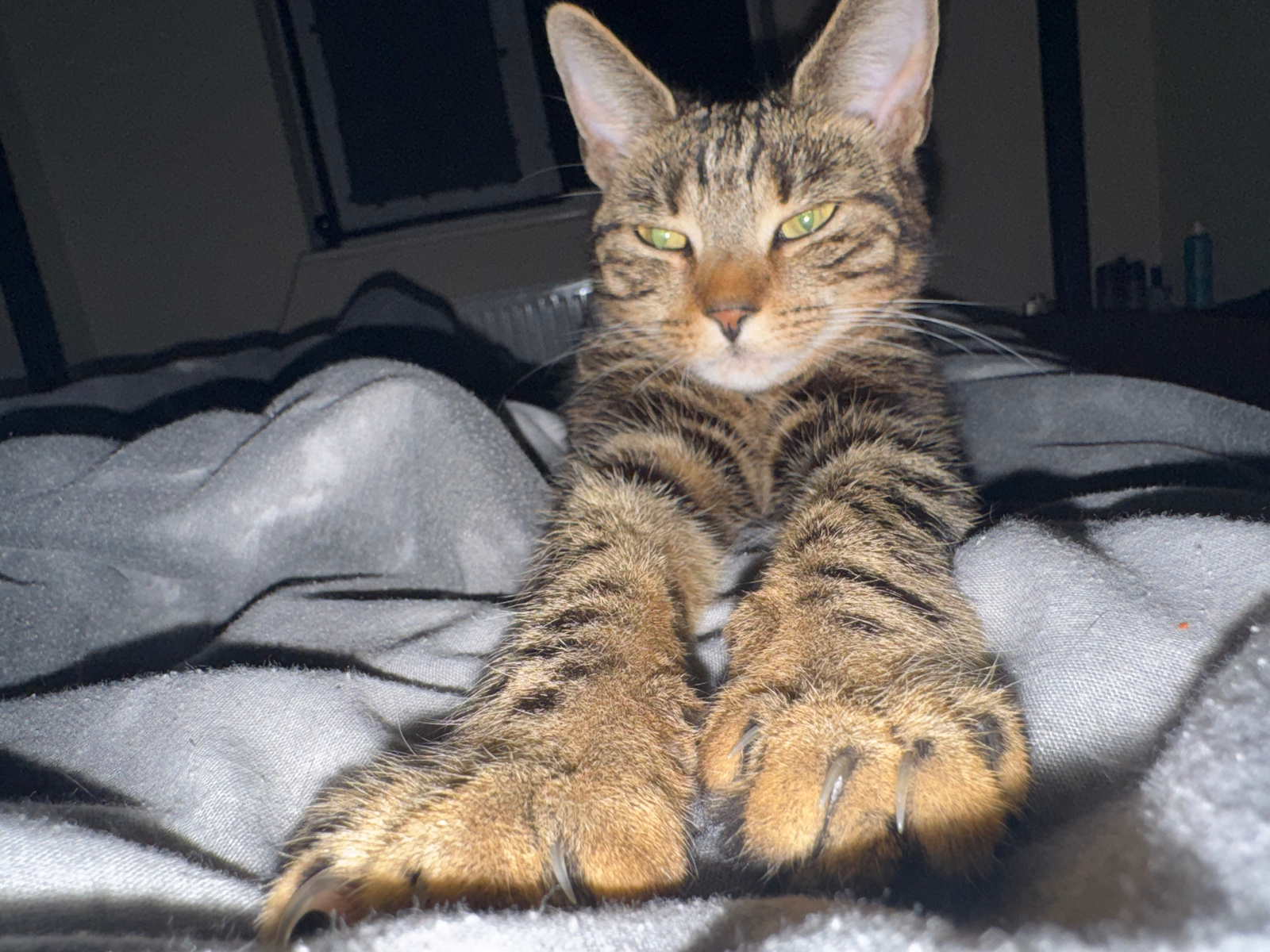 A tabby cat with green eyes is lying on a grey blanket, its front paws extended towards the camera, showing sharp claws. The background is dark and out of focus, with hints of furniture and a window. The scene appears to be indoors, possibly in a bedroom. The lighting is dim, suggesting it is nighttime or the room is not well-lit. The cat is the primary subject, and its posture suggests it may be playful or defensive. The overall atmosphere is one of domestic comfort, with a touch of wildness from the cat's exposed claws. There is no indication of the specific location within Desborough, United Kingdom.