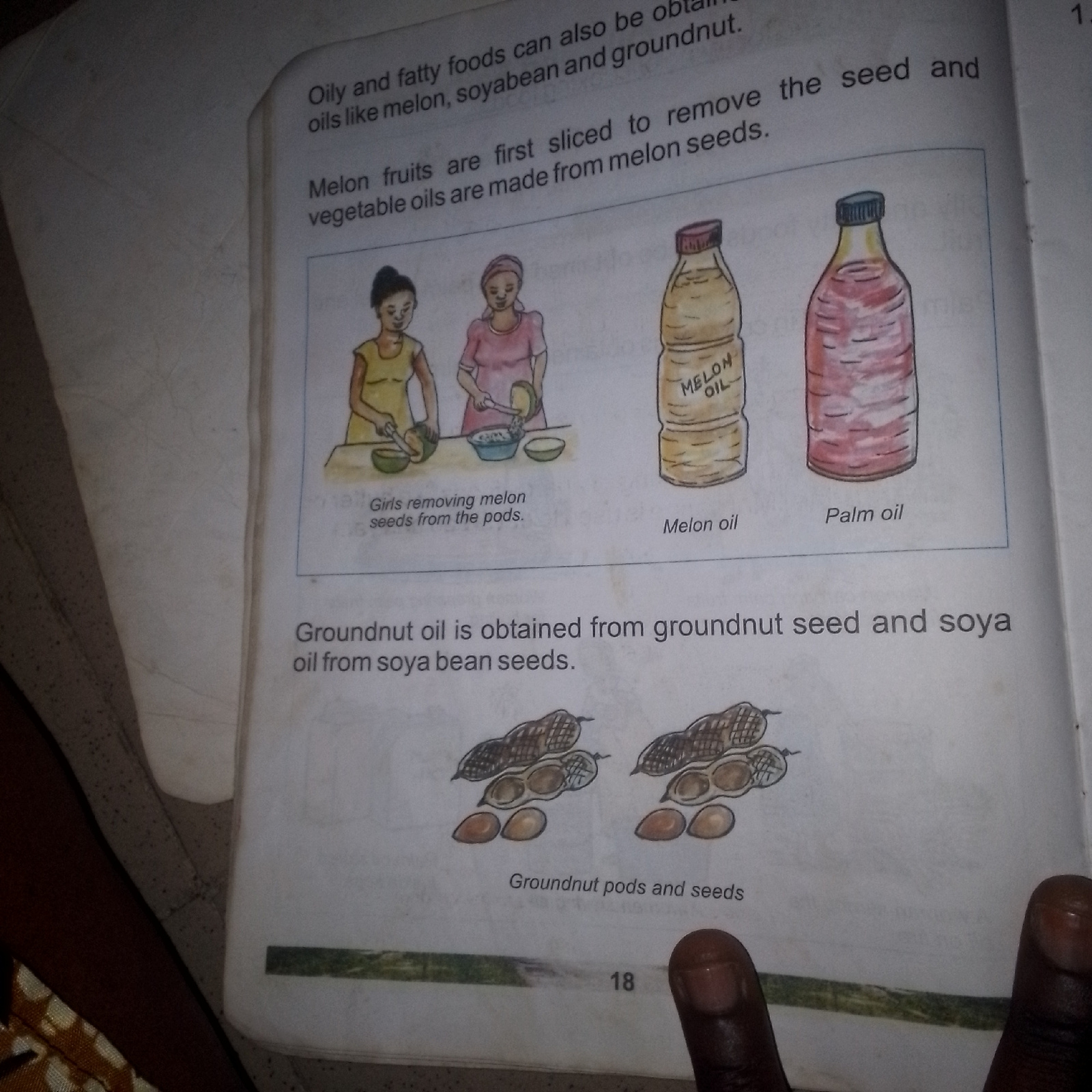 The image shows a page from a textbook or educational material. The top section describes "Oily and fatty foods" and mentions oils like melon, soybean, and groundnut. Below this, there is an illustration of two women removing melon seeds from pods. To the right of this illustration are drawings of two bottles labeled "MELON OIL" and "Palm oil".
The middle section of the page states, "Groundnut oil is obtained from groundnut seed and soya oil from soya bean seeds."
The bottom section features a drawing of groundnut pods and seeds. The page number "18" is visible at the bottom right. The overall setting appears to be an indoor environment, likely a classroom or study area, given the context of educational material. There are no discernible landmarks or elements that would indicate a specific city or location. The image is a close-up shot of the page, with some dark areas on the left and right edges which appear to be the edges of the book and possibly hands.