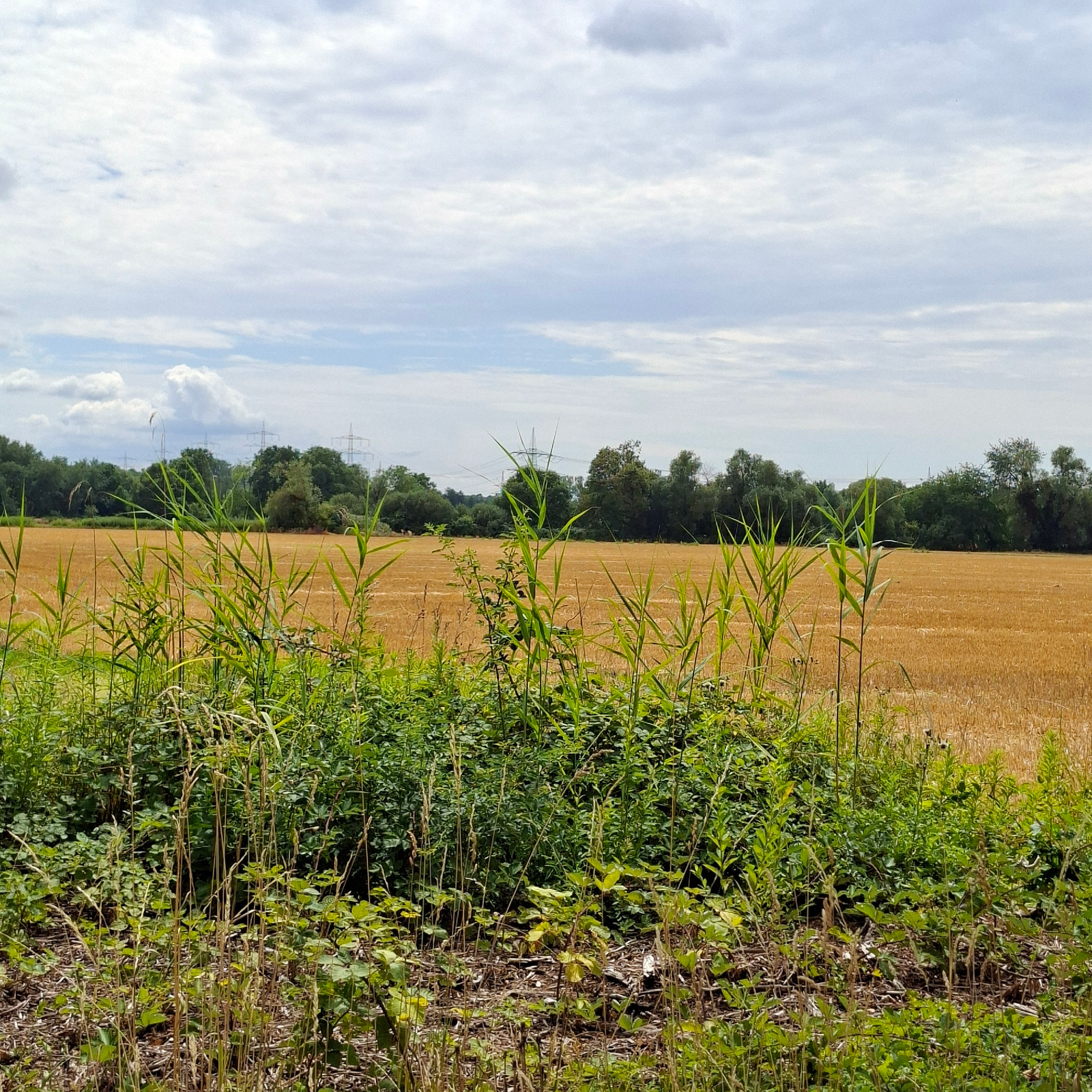 This image depicts a rural landscape scene, likely on the outskirts of Rastatt, Germany, given the context. In the foreground, lush green vegetation, including tall grasses and leafy plants, grows densely. Behind this, a harvested field stretches out, appearing golden-brown, suggesting it was recently used for agriculture. The middle ground is bordered by a line of trees, their foliage a mix of green and darker shades. Beyond the trees, tall pylons and power lines are visible against a sky filled with scattered clouds. The sky itself is a muted blue with streaks of white and grey clouds, indicating a possibly overcast or partly cloudy day. The overall impression is one of an agricultural area transitioning from a cultivated field to natural vegetation, with visible infrastructure of power transmission.