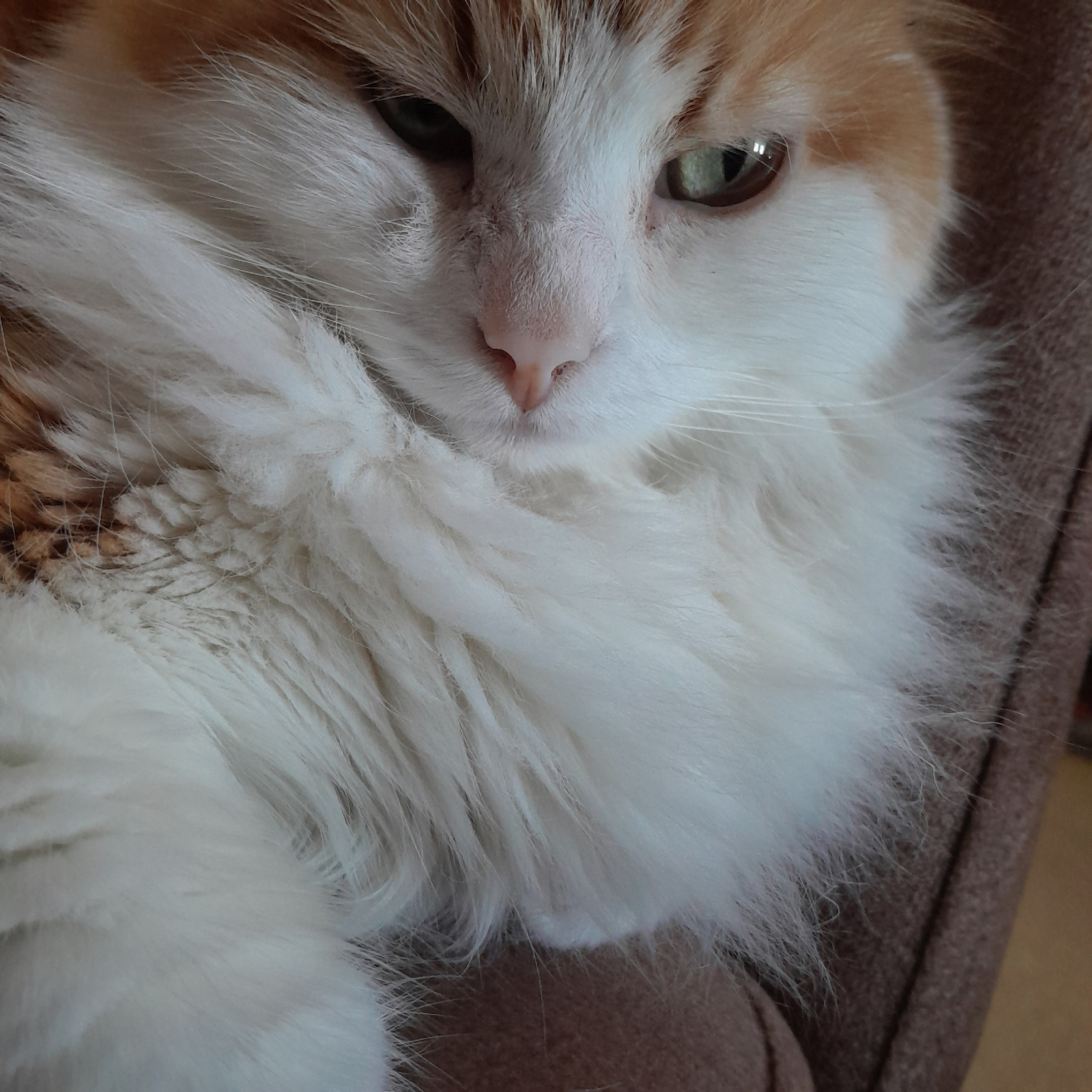 The image is a close-up, head-on shot of a fluffy cat, likely a domestic shorthair or medium-hair, with orange and white fur. The cat is lying down on a textured brown surface, possibly a couch or chair. The cat's face is the primary focus, with its eyes open and looking slightly to the side. The fur is dense and appears soft, with individual hairs clearly visible. The cat's nose is pink and moist, and its whiskers are long and white. The lighting is soft, casting gentle shadows and highlighting the texture of the fur. There is no indication of any specific location within the city of Novi Pazar, Serbia, as the background is entirely out of focus and lacks any identifying landmarks or context. The scene is static and appears to capture a moment of rest or observation for the animal.