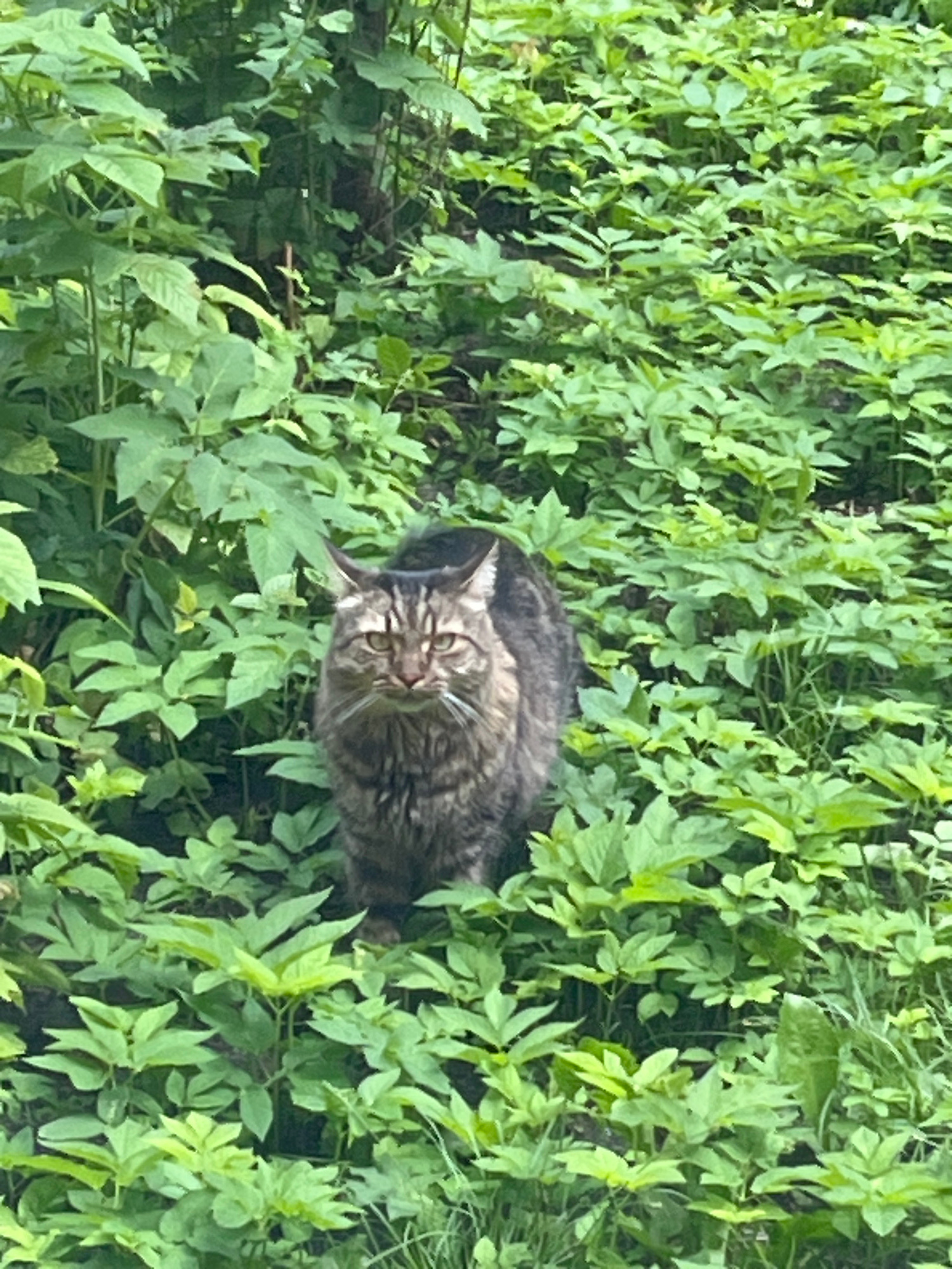A medium-shot photograph, taken from a slightly elevated angle, captures a tabby cat sitting amidst lush green foliage. The cat, facing the camera directly, has a serious expression. Its fur is a mixture of grey, black, and brown stripes, and its eyes are a light green color. The cat's ears are pointed upwards, and it has prominent white whiskers. The surrounding environment is densely packed with various green plants, creating a natural, almost wild setting. The lighting suggests it might be daytime, possibly overcast, as there are no harsh shadows. The background fades into a blur of green, indicating a shallow depth of field that keeps the focus primarily on the cat. There is no indication of human presence or any urban elements that would place this scene within Belyye Berega, Russia.