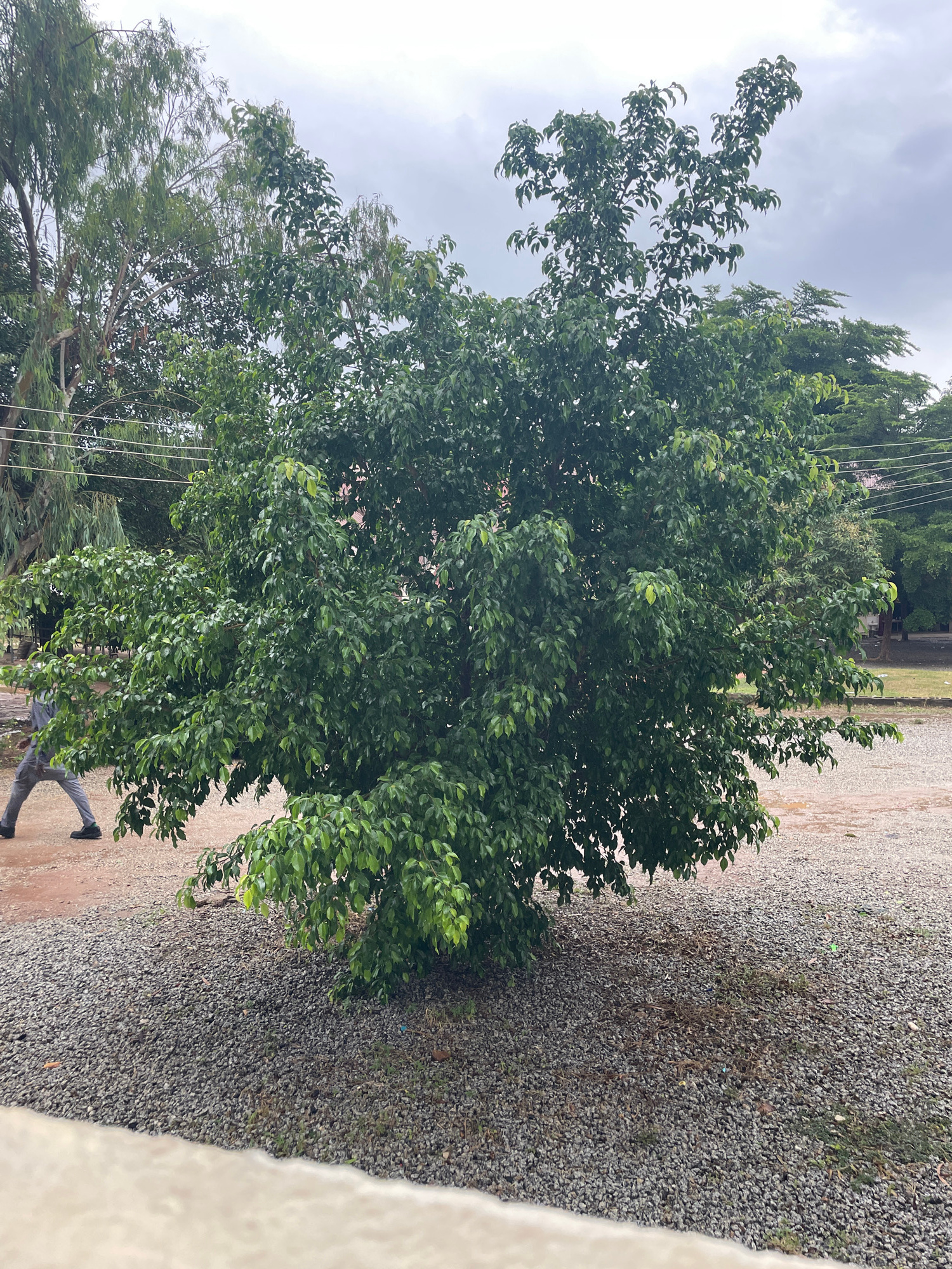 The media file depicts an outdoor scene in New Nyanya, Nigeria, featuring a large, leafy green tree in the foreground. The tree's dense foliage dominates the center of the frame. To the right of the tree is a path covered in gravel, with some reddish-brown dirt visible. Beyond the gravel path, there appears to be a building or wall on the far right edge of the image, partially visible.
In the background, more trees and vegetation can be seen. The sky is overcast, suggesting cloudy weather. There are some power lines visible against the sky, indicating the presence of infrastructure.
A person is partially visible on the lower right side of the image, walking away from the camera. They are wearing grey pants and dark shoes. The person appears to be casually moving through the scene.
The overall impression is of a normal day in a semi-urban or residential area in Nigeria, with natural elements like trees and sky contrasted with man-made elements like gravel paths and power lines. The time of day is indeterminate due to the overcast sky, but it does not appear to be early morning or late evening. No text is visible in the media file.