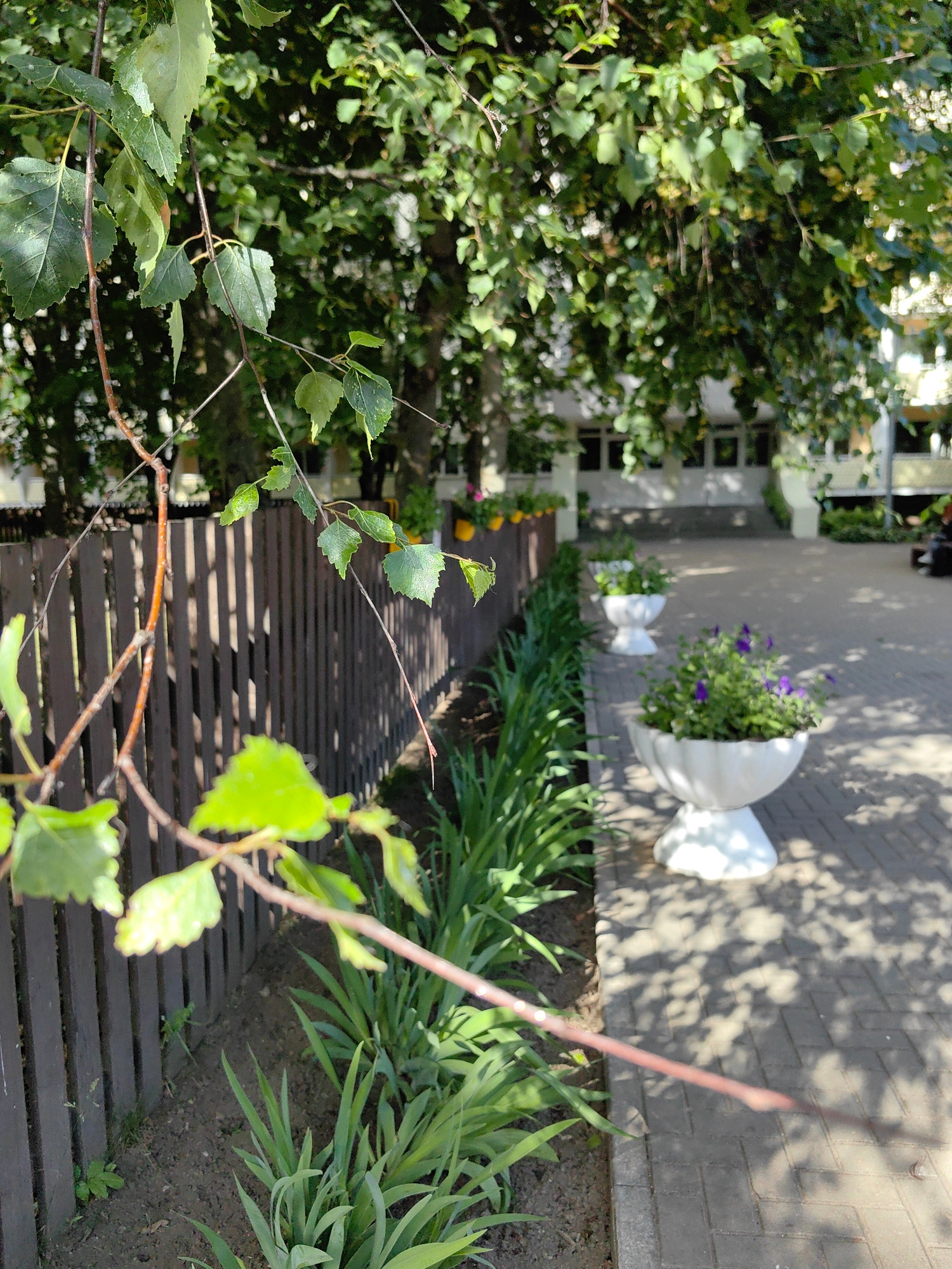 This outdoor, eye-level, medium shot features a courtyard lined with planters and a wooden fence. The foreground is dominated by the leaves and branches of a deciduous tree, casting dappled shadows on a brick pathway and a dark brown wooden fence. The fence runs along the left side of the image and appears to be of standard height.
To the right of the fence, a row of green, sword-shaped plants lines the pathway. Beyond these plants, two white, urn-shaped planters are visible. The closer planter contains lush green foliage and small purple flowers, while the farther planter appears to hold only green plants. The pathway itself is paved with light gray bricks, and the shadows of tree leaves are cast across it, suggesting a sunny day.
In the background, a building with a light-colored facade and multiple windows is visible. The windows are dark and appear to be set within recessed frames. The overall setting suggests an outdoor public space, possibly a park, a residential complex courtyard, or an educational institution's grounds, given the tidy appearance and landscaping.
The time of day is likely daytime, due to the bright sunlight and strong shadows. The weather appears to be pleasant and sunny. No people are visible in the frame. There is no visible text in the image. The scene evokes a sense of calm and orderliness, with the natural elements of the trees and plants juxtaposed against the man-made structures of the fence, pathway, and building.