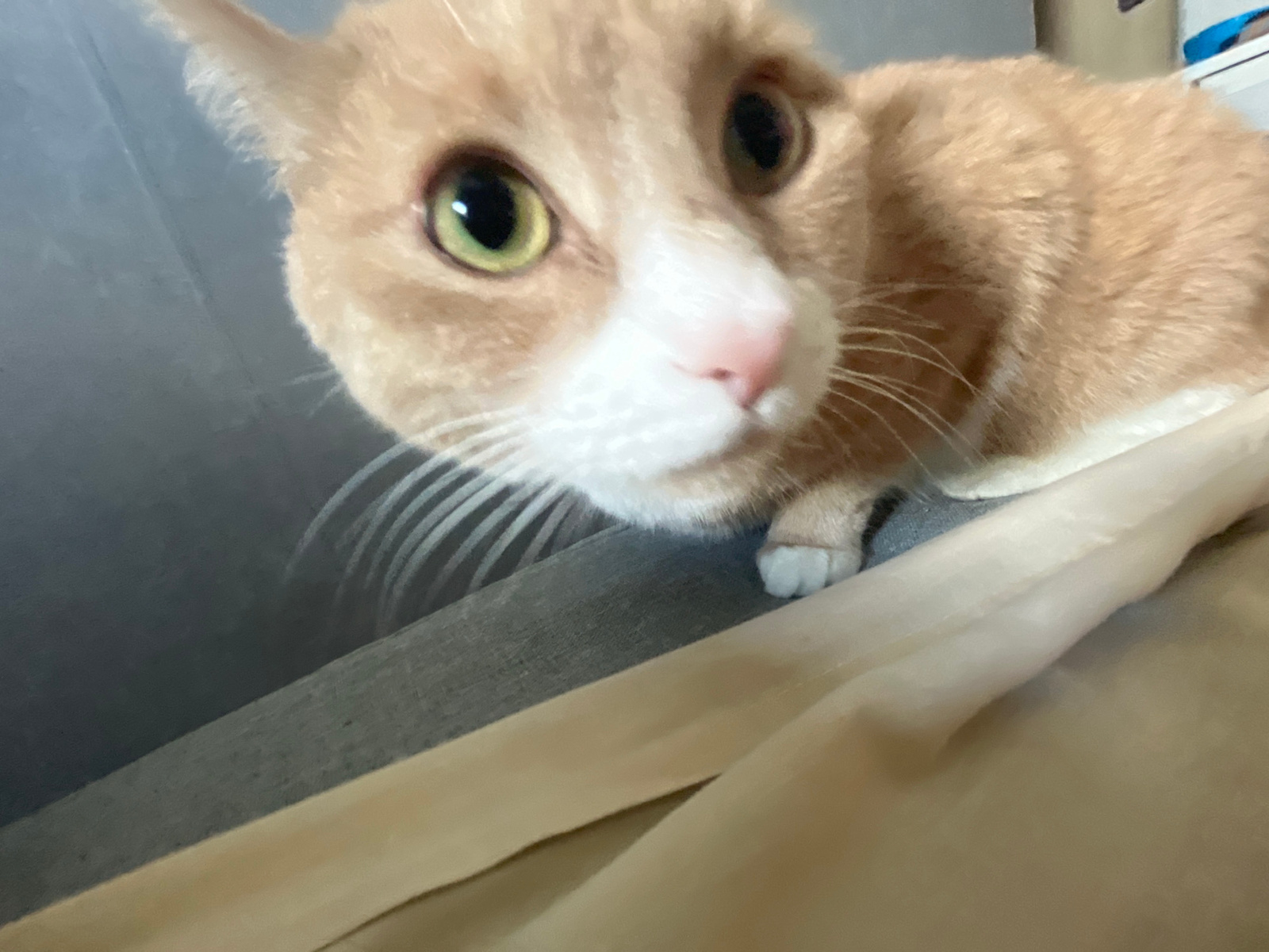 A close-up, eye-level shot features a ginger and white cat on a grey surface with some beige fabric in the foreground. The cat is looking directly at the camera with large, dilated green eyes. Its whiskers are prominent and spread outwards. The cat has a pink nose and white fur around its mouth and chin. Part of its body and a white paw are visible. The background is out of focus and appears to be a grey, textured surface, possibly a couch or wall. There is no identifiable indication of Yekaterinburg, Russia, or any specific urban environment in this image.