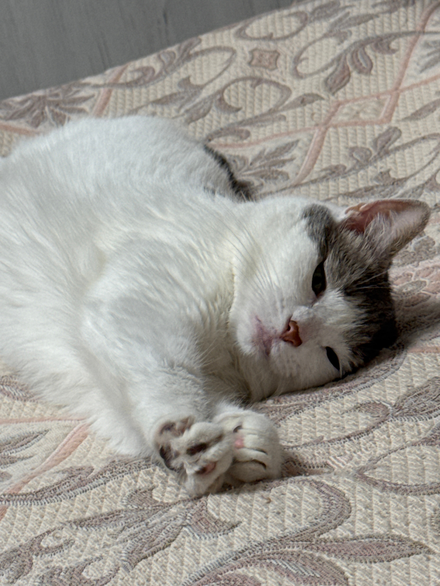 A white and gray cat is lying on a patterned surface, possibly a bed or sofa. The cat is mostly white with gray markings on its head and back. It is looking towards the camera with its eyes partially closed, and its paws are crossed in front of its chest. The surface beneath the cat has a repeating pattern of floral or abstract designs in muted colors. The lighting suggests it is daytime, with a soft light falling on the cat. There is no discernible city or specific location information available in the image.