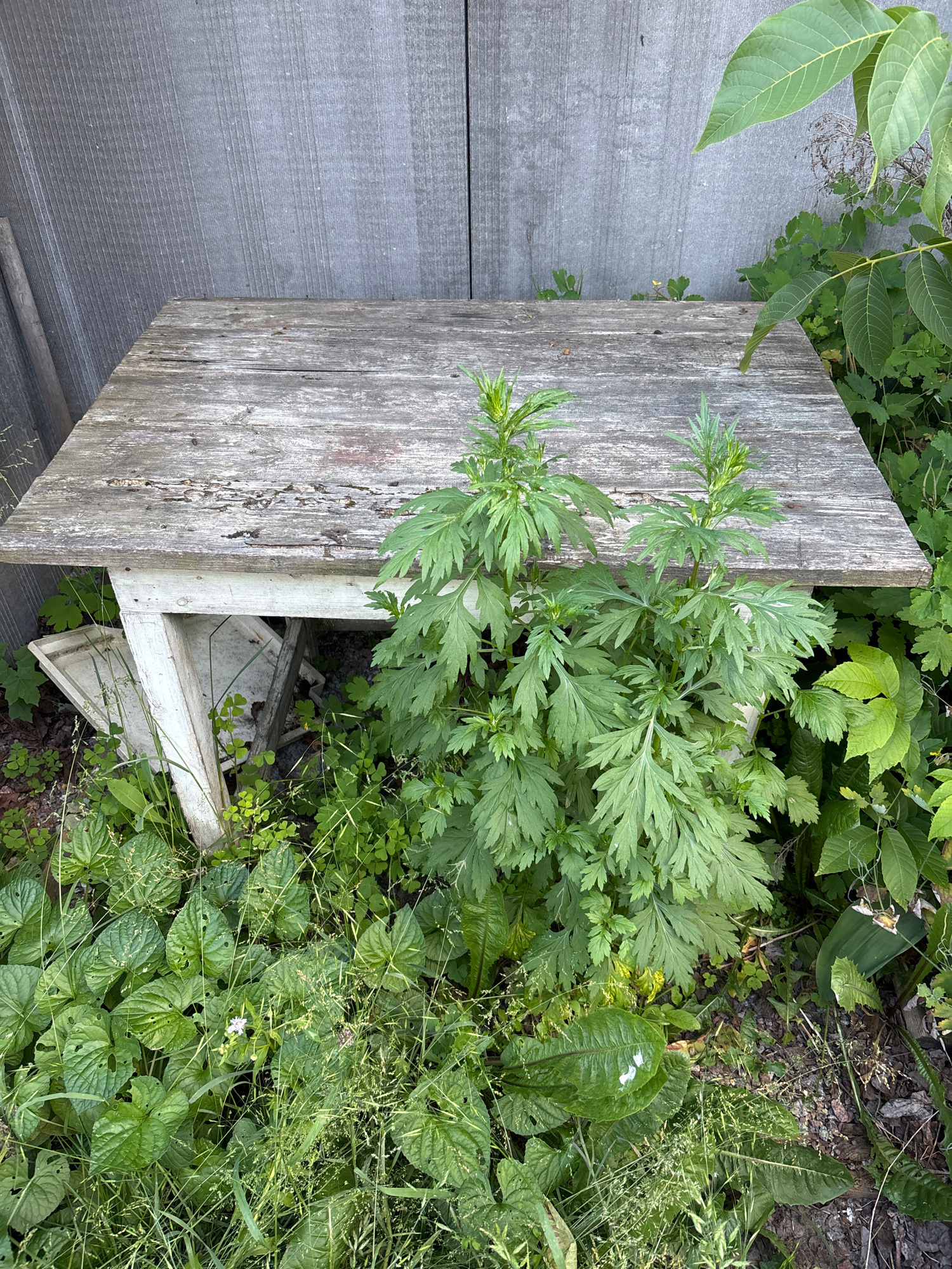 An outdoor, high-angle, medium shot captures a weathered, rustic wooden table standing against a gray, vertical planked fence. The table, with its aged and peeling surface, is partially obscured by lush green foliage and tall weeds that grow around its base and creep onto its surface. Two prominent green plants with feathery leaves emerge from beneath the table, reaching towards the sky. The ground beneath the table is a mix of dirt, mulch, and grass, with glimpses of what appear to be discarded white plastic items and a broken white table leg. The overall impression is one of natural reclamation, with vegetation overtaking a forgotten man-made object in an overgrown, possibly abandoned, outdoor setting.