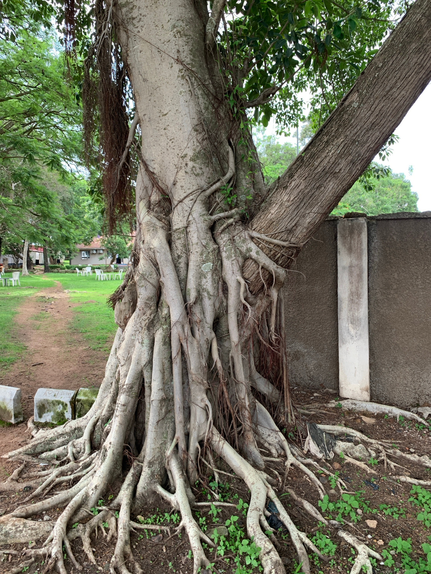 The image shows a large, mature tree with a complex root system exposed above ground. The tree has a thick, light-colored trunk and several large, gnarled roots spreading outwards. Hanging aerial roots are visible, adding to the tree's distinctive appearance. The tree is situated in an outdoor environment, with a grassy area and a dirt path leading into the background. Several white plastic chairs and tables are scattered across the grass, suggesting a recreational or seating area. In the background, there are buildings with red roofs and a concrete wall. The overall scene depicts a well-established tree in what appears to be a park or garden area. The location is identified as Jos, Nigeria.