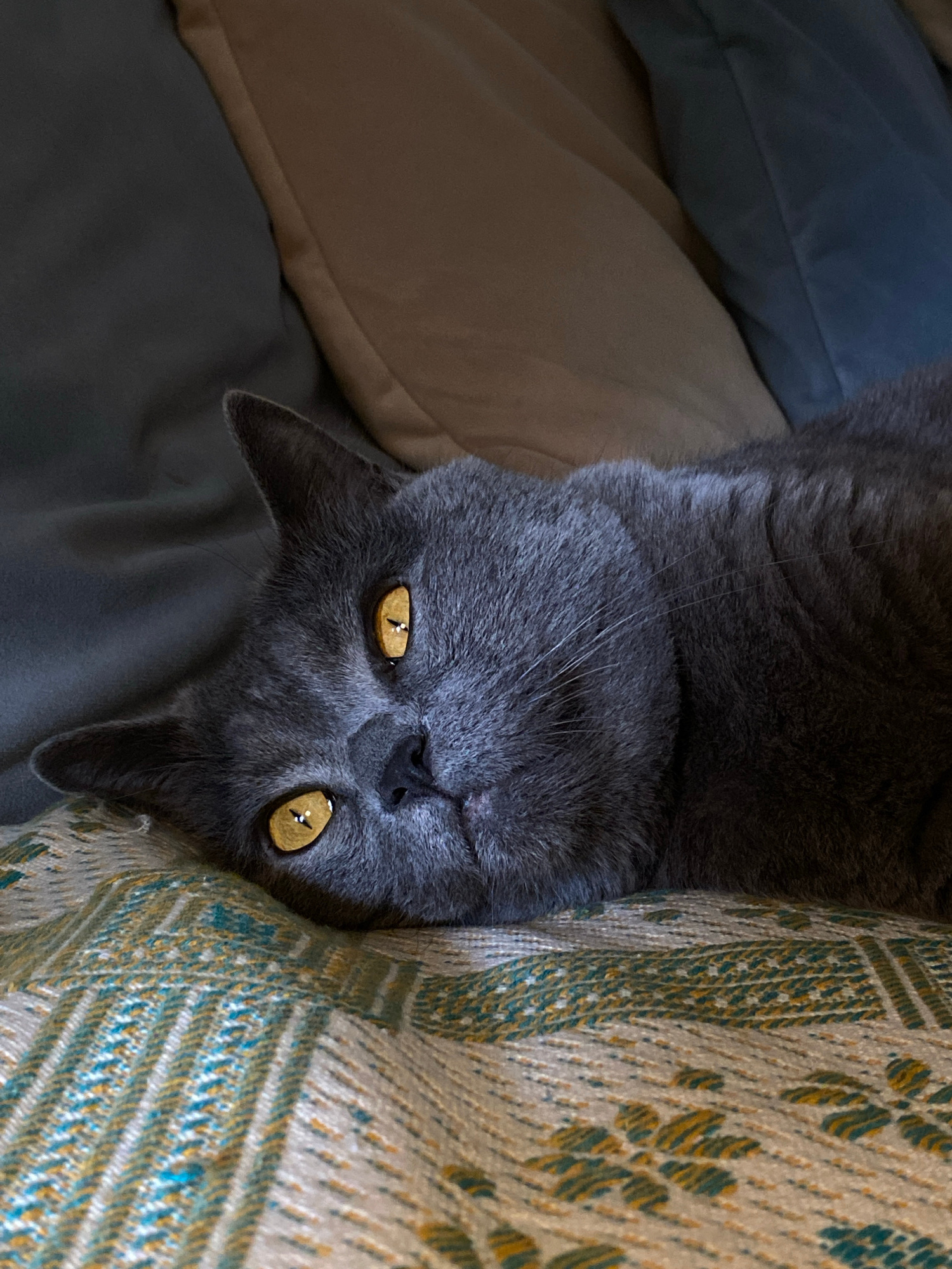 A grey cat is shown upside down, with its head resting on a patterned cushion. The cat has large, striking yellow eyes and is looking directly at the camera. The cat is positioned on a collection of cushions, appearing to be in a relaxed state. The setting appears to be indoors, possibly a living room or bedroom, given the presence of soft furnishings. The lighting suggests daytime. No text is visible in the image.