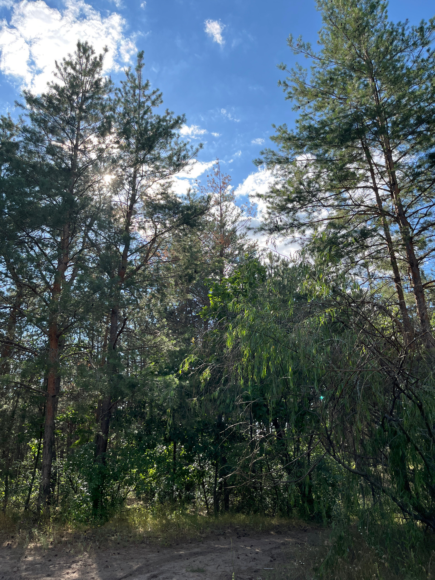 This is a low-angle shot looking up into a forest canopy with a blue sky and scattered white clouds visible. Tall pine trees with long needles dominate the foreground and midground, their branches crisscrossing and allowing dappled sunlight to filter through. To the right, the dense foliage of other trees creates a darker, greener wall of vegetation, partially obscuring a sandy path.
The time of day appears to be daytime, given the bright sunlight. The weather seems pleasant, with a clear sky and some fluffy clouds. The scene is a natural setting, likely a forest or wooded area, with a path suggesting it might be a hiking trail or a less-trafficked road. There are no people or man-made objects clearly visible beyond the path. The overall impression is one of natural beauty and tranquility, with the sun's rays breaking through the branches creating a somewhat ethereal atmosphere. The presence of the path might suggest a location that is accessible to humans for recreation or passage.