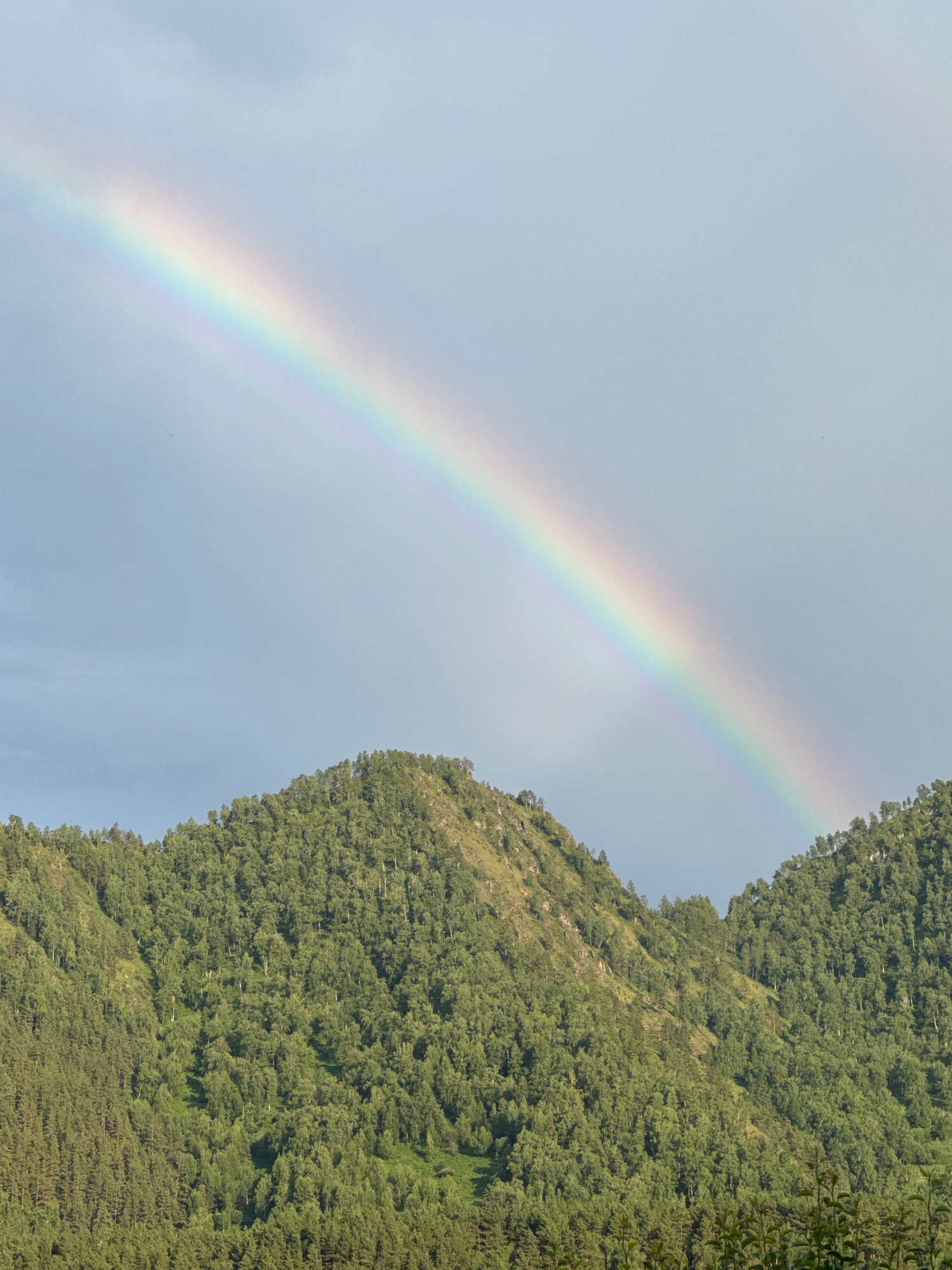 A rainbow arches across a light blue sky over a mountain range covered in dense green forest. The mountain peaks are rounded and appear steep. The sky is mostly clear, with some wispy clouds visible, particularly near the top of the rainbow. The vegetation on the mountainside is thick and appears to be a mix of deciduous and coniferous trees. The overall impression is one of natural beauty and a serene landscape. This scene is located in Chemal, Russia.