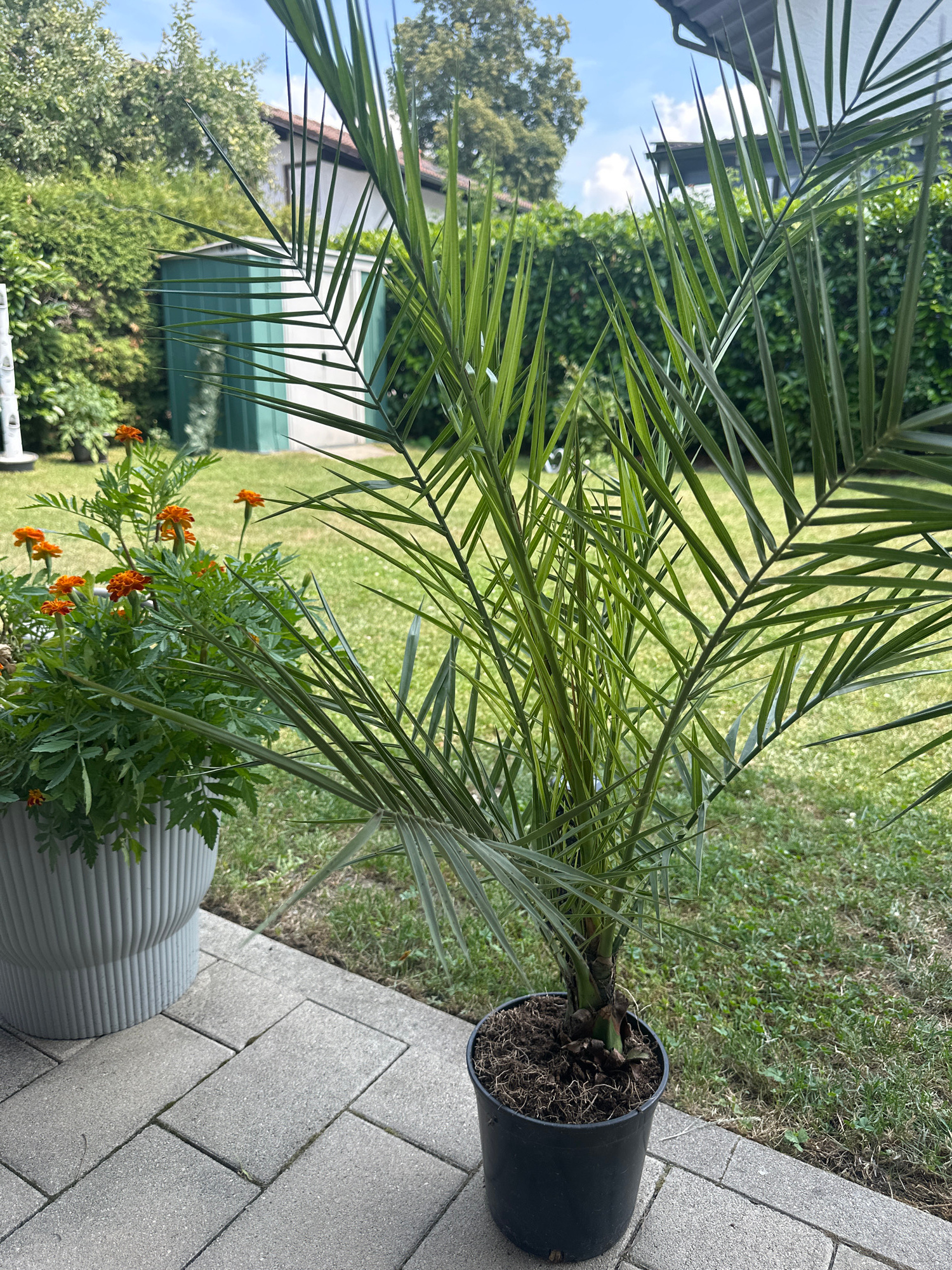 In a residential backyard in Bad Endorf, Germany, a small palm tree in a black plastic pot sits on a paved patio. Next to it, a large gray planter holds a bush with small orange flowers. The background features a green lawn, a tall hedge, a white house with a brown roof, and a green storage shed. The sky is blue with scattered clouds, indicating a sunny day.