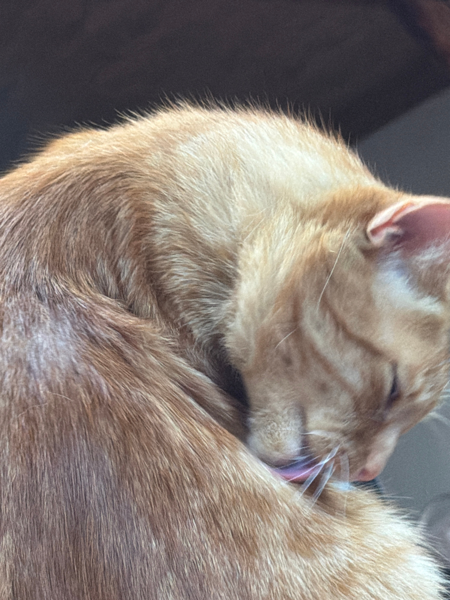 A close-up, eye-level shot shows an orange tabby cat grooming itself. The cat is curled up, with its head tucked into its body, and it is licking its fur. The fur is a mix of orange and lighter shades, with faint tabby stripes visible on the face. The background is dark and out of focus. There is no information about the location of this image in Stryi, Ukraine.